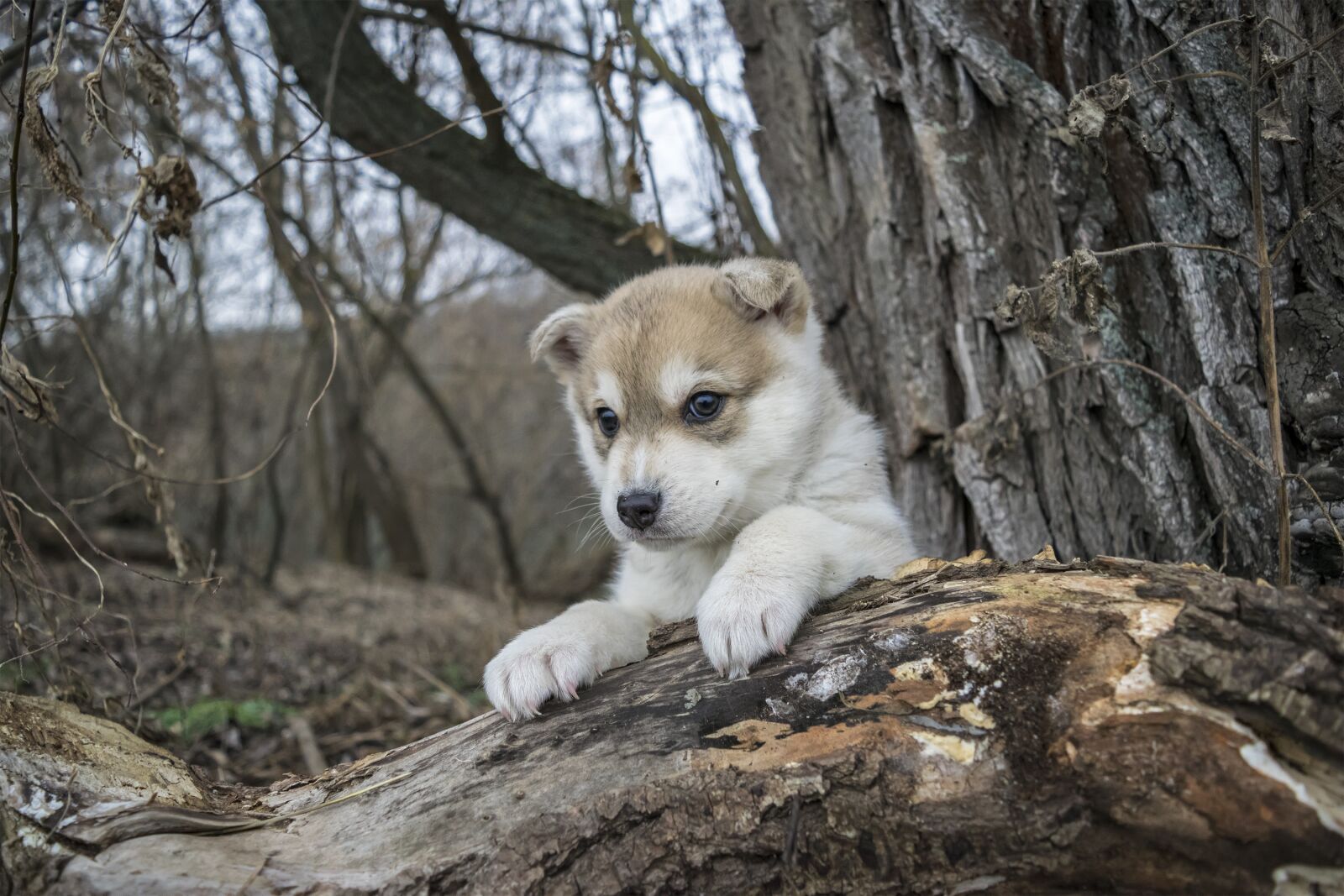 Nikon D3300 sample photo. Dog, each, puppy photography