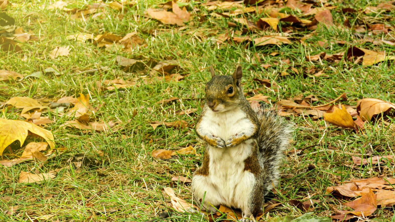 Canon PowerShot SX410 IS sample photo. Squirrel, animal, rodent photography