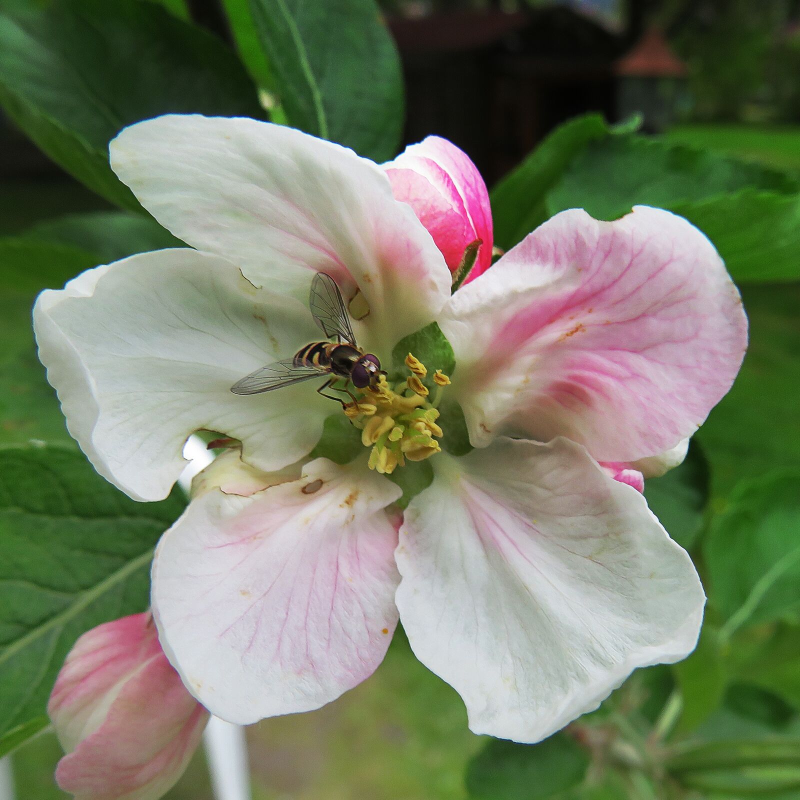 Canon PowerShot SX540 HS + 4.3 - 215.0 mm sample photo. Hoverfly, insect, apple tree photography