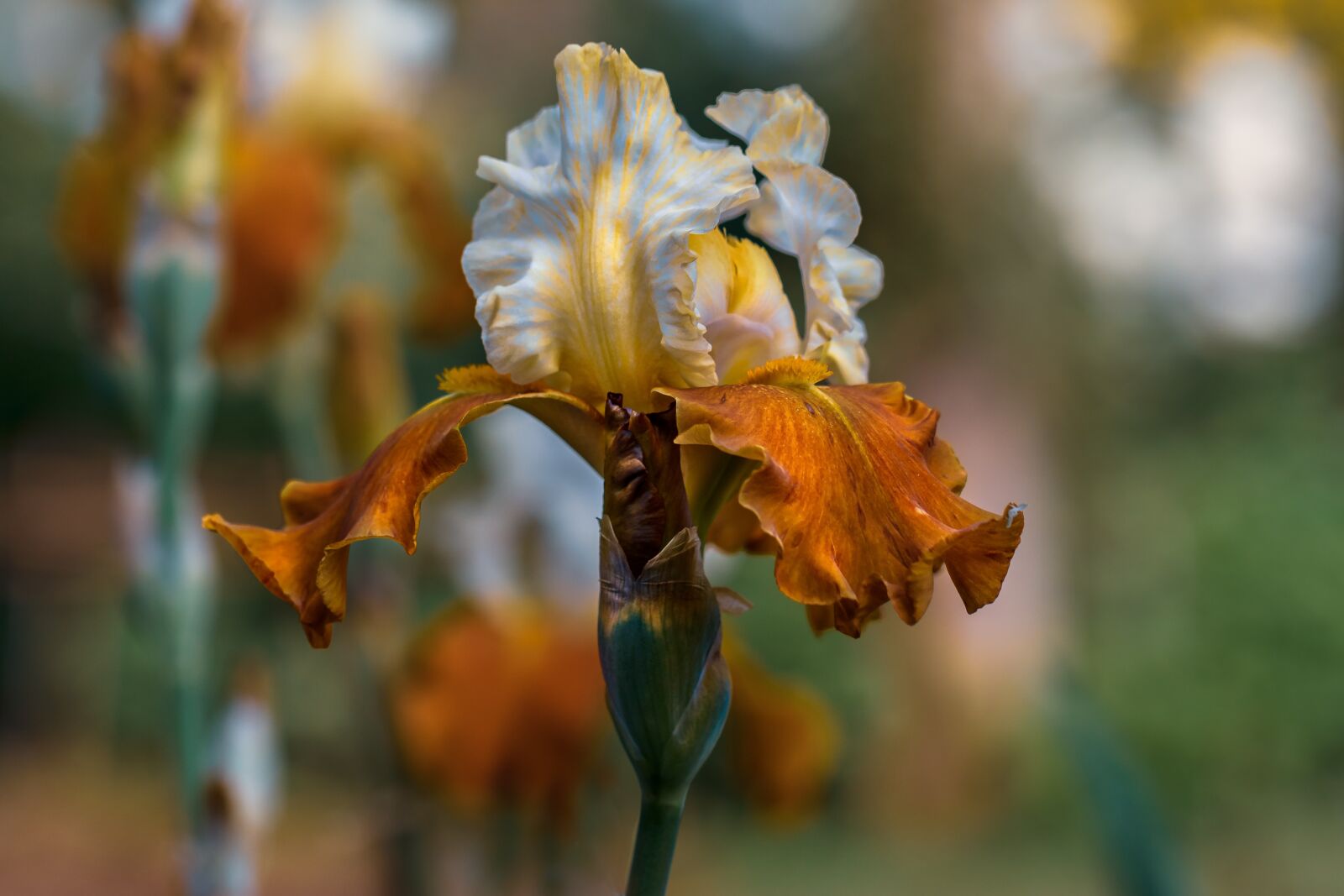 Canon EF 100mm F2.8L Macro IS USM sample photo. Garden, iris, nature photography