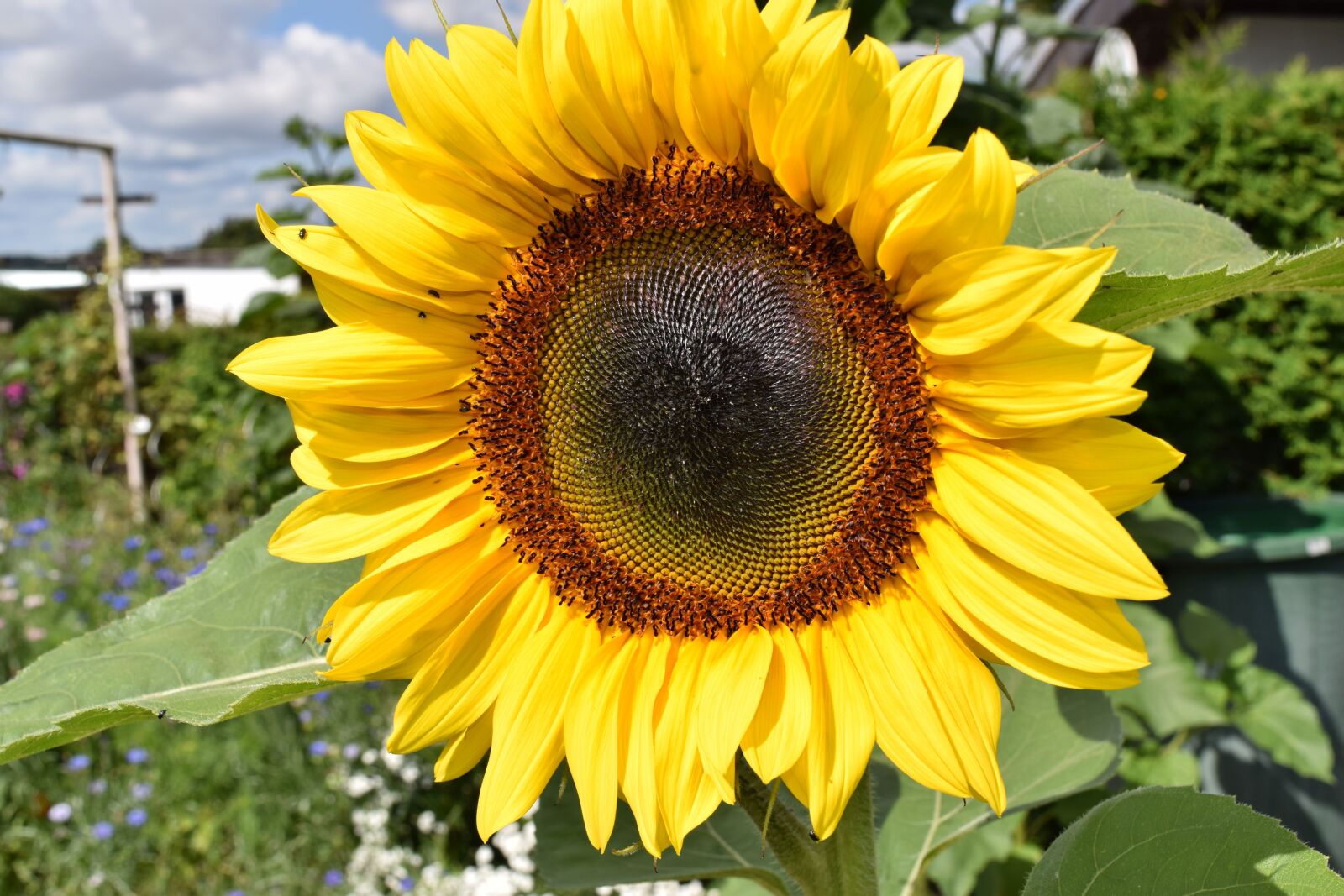 Nikon D3300 sample photo. Sunflower, plant, garden photography