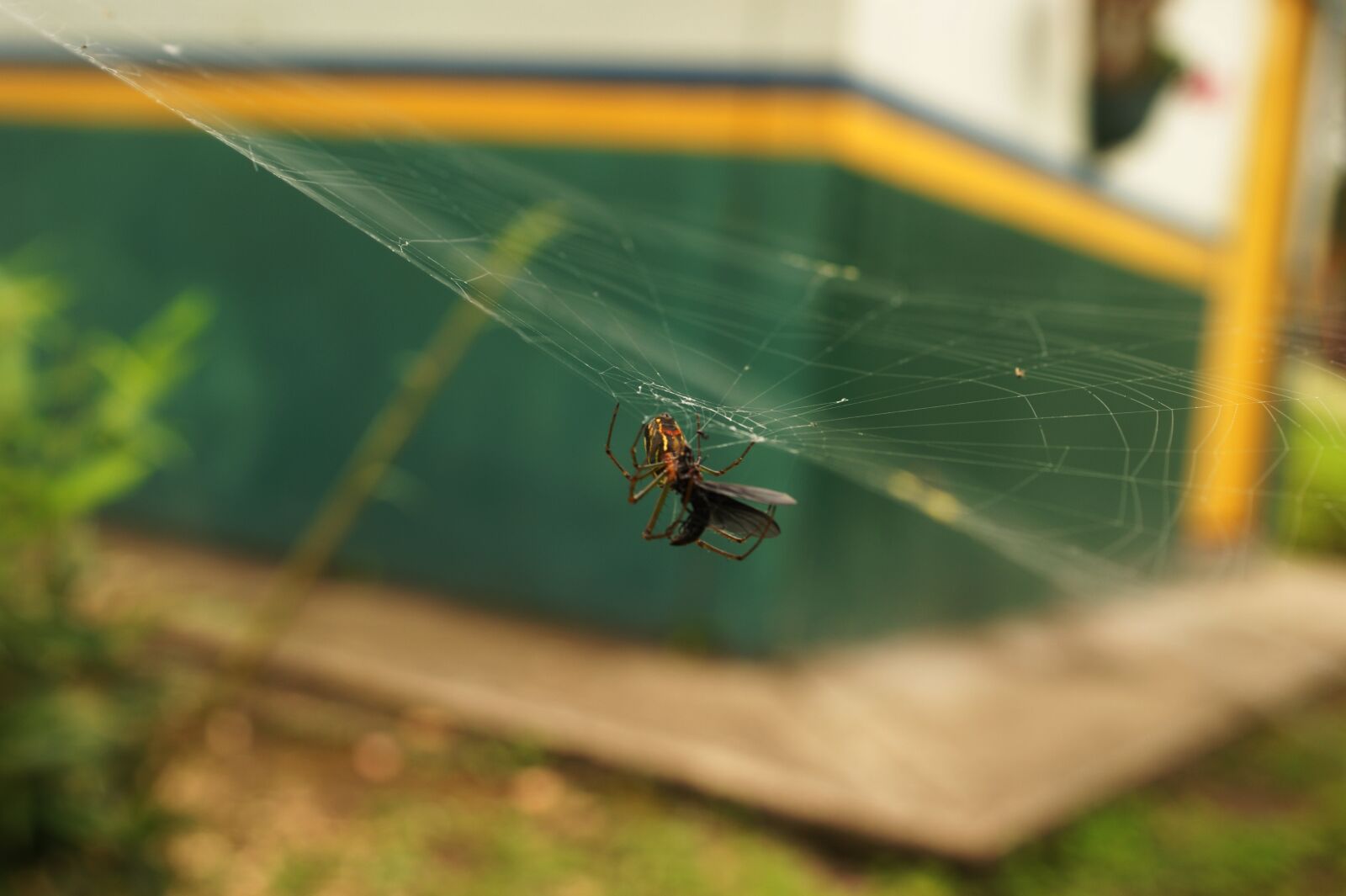 Sony Alpha DSLR-A390 sample photo. Insects, nature, finlandia photography