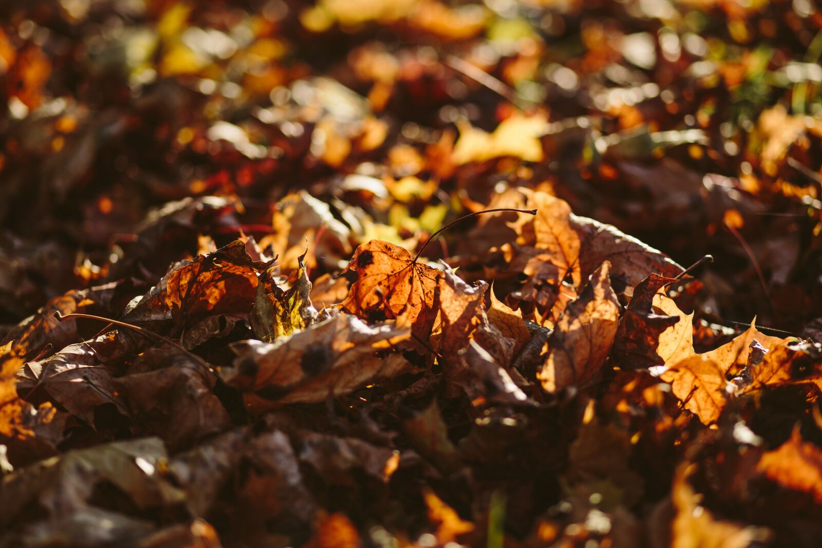 Canon EF 85mm F1.8 USM sample photo. Autumn leaves, blur, close-up photography