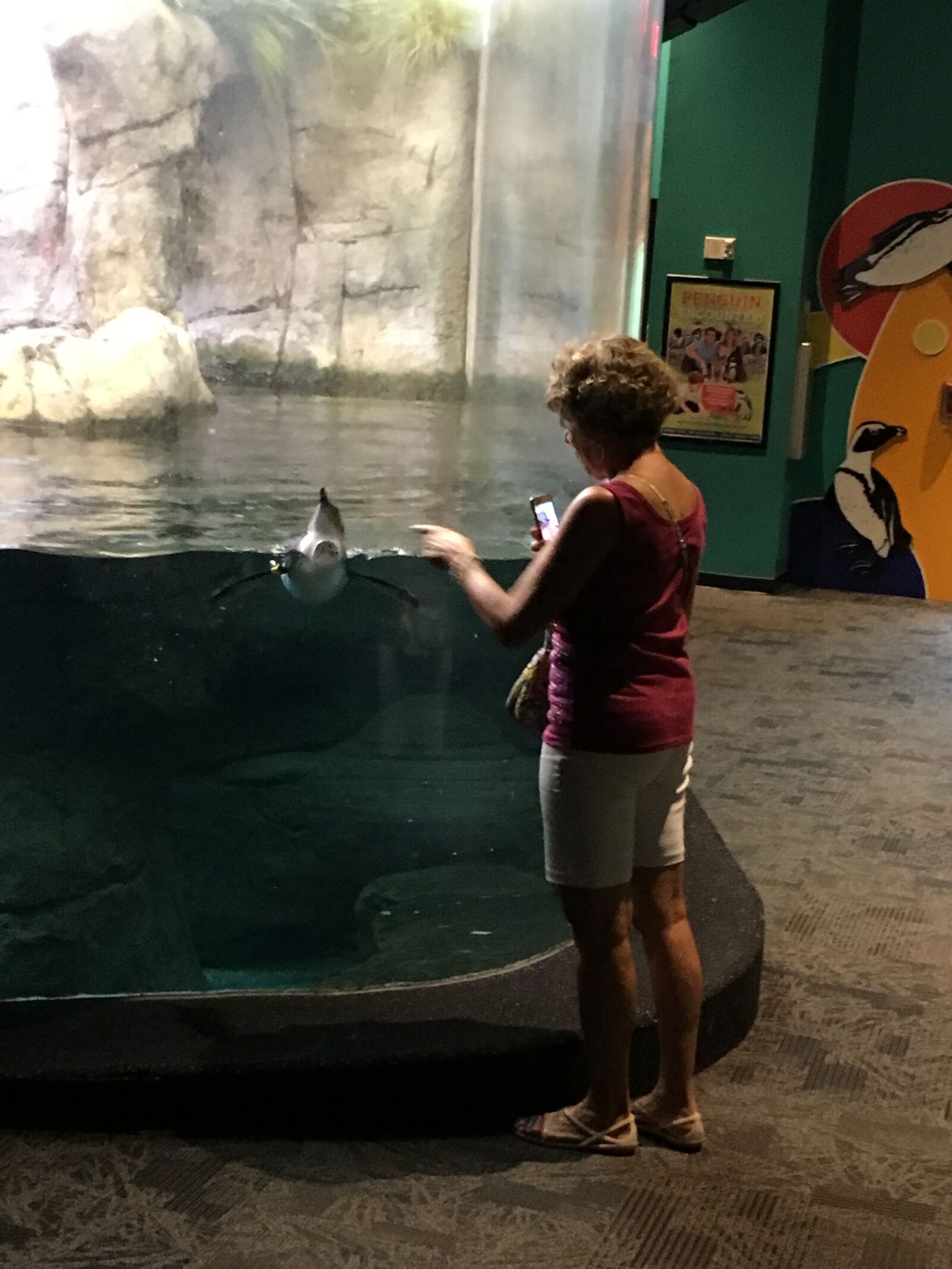 Apple iPhone 6s sample photo. Aquarium, penguin, water photography