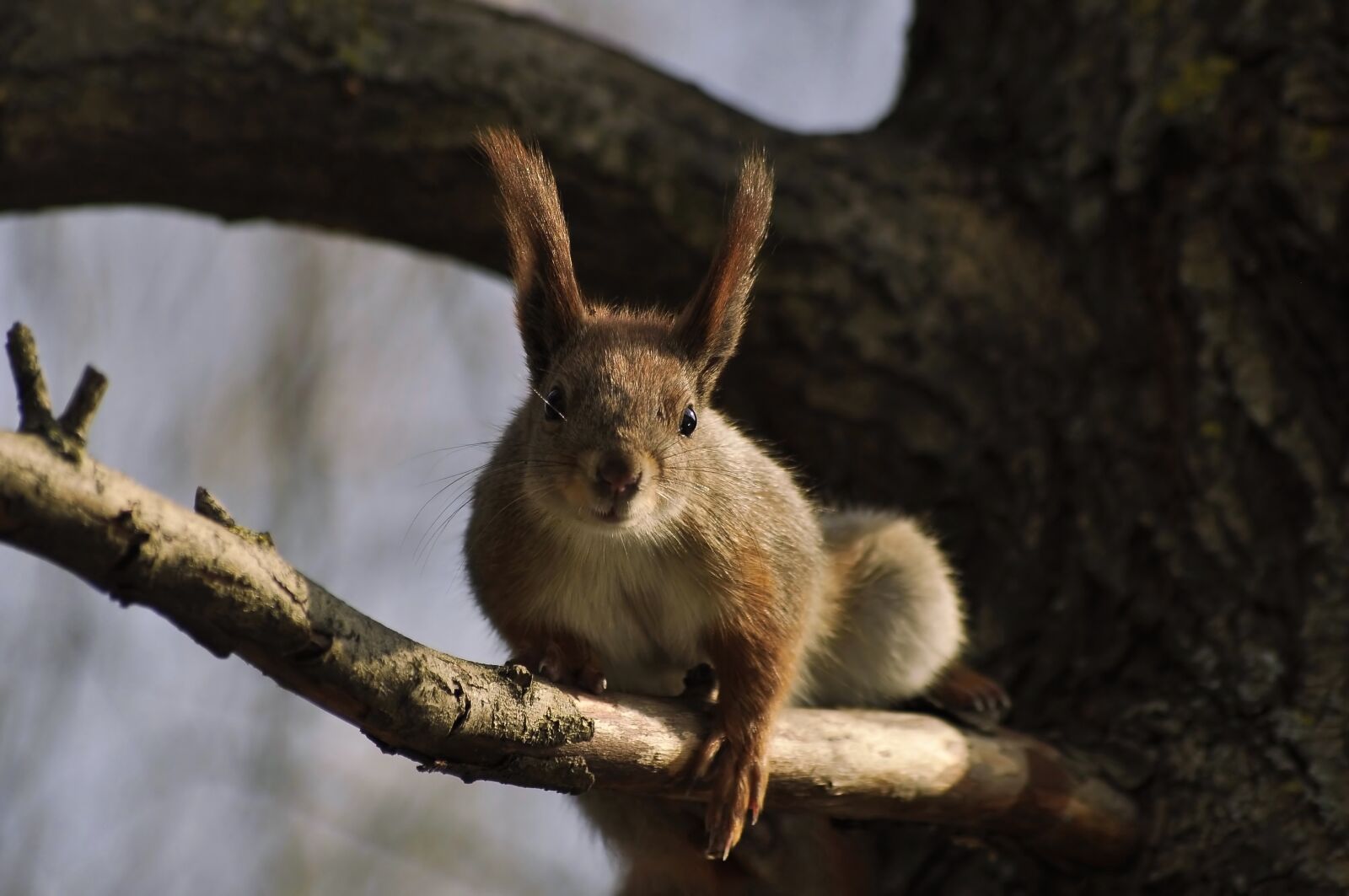 Nikon D90 sample photo. Squirrel, branch, tree photography