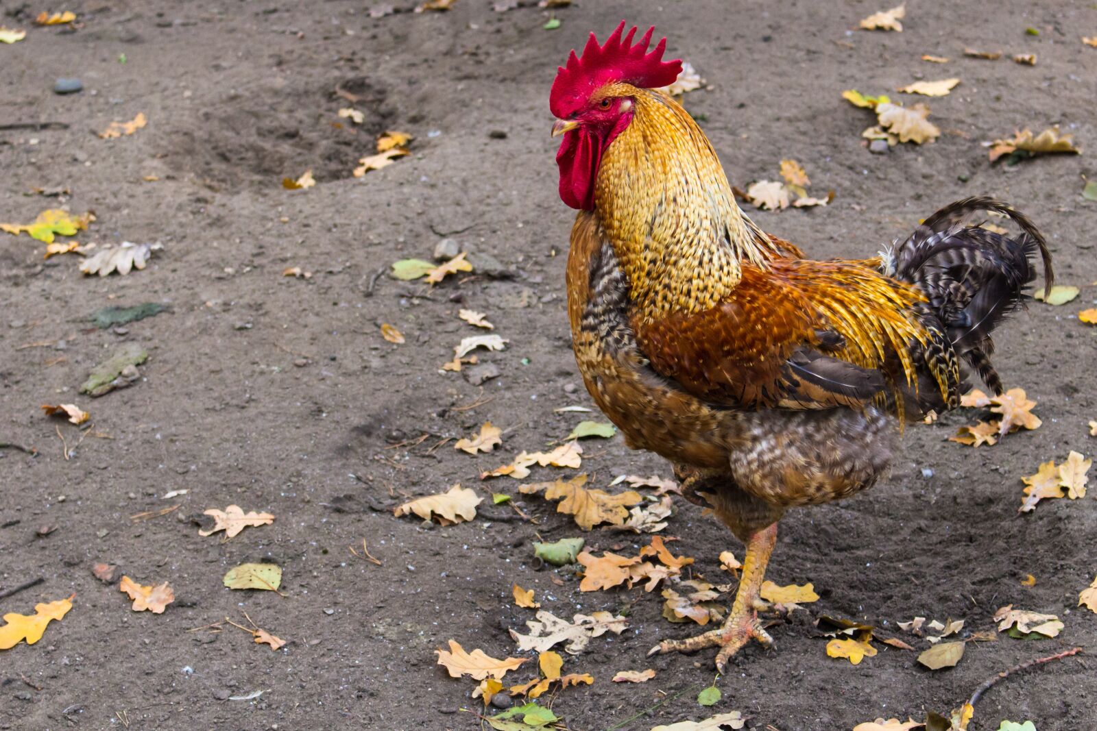 Canon EOS 100D (EOS Rebel SL1 / EOS Kiss X7) sample photo. Cock, farm, chicken photography