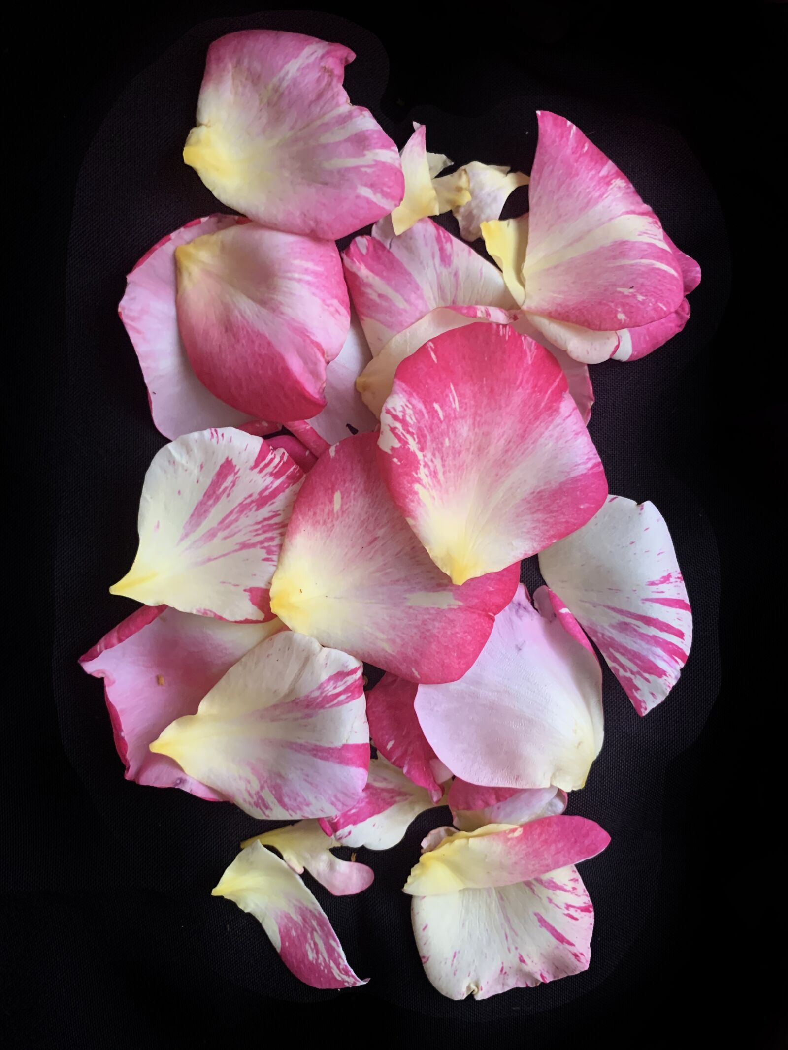 Apple iPhone XS sample photo. Petals, rose, flower photography