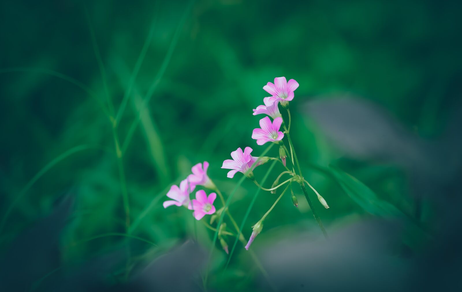 Nikon D700 sample photo. Flower, beautiful, garden photography
