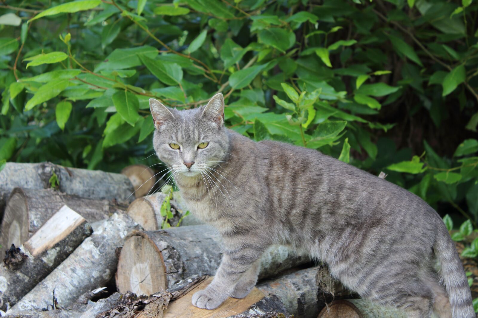 Canon EOS 1200D (EOS Rebel T5 / EOS Kiss X70 / EOS Hi) sample photo. Cat, pose, animal photography