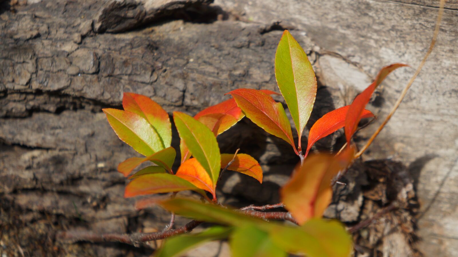 Sony Alpha a3000 + Sony E 18-55mm F3.5-5.6 OSS sample photo. Nature, plants, young photography