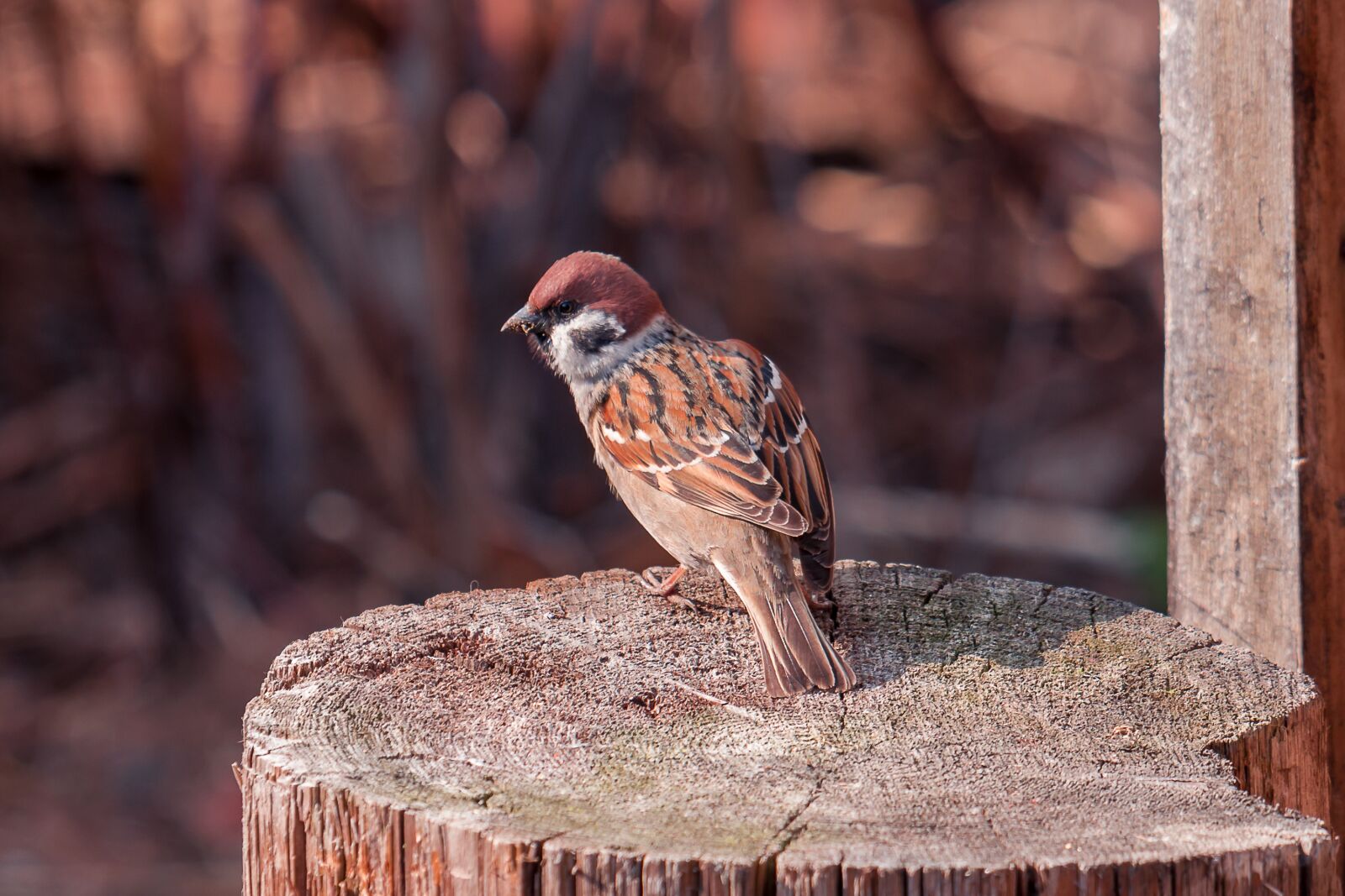 Nikon D7200 sample photo. Spring, sparrow, bird photography