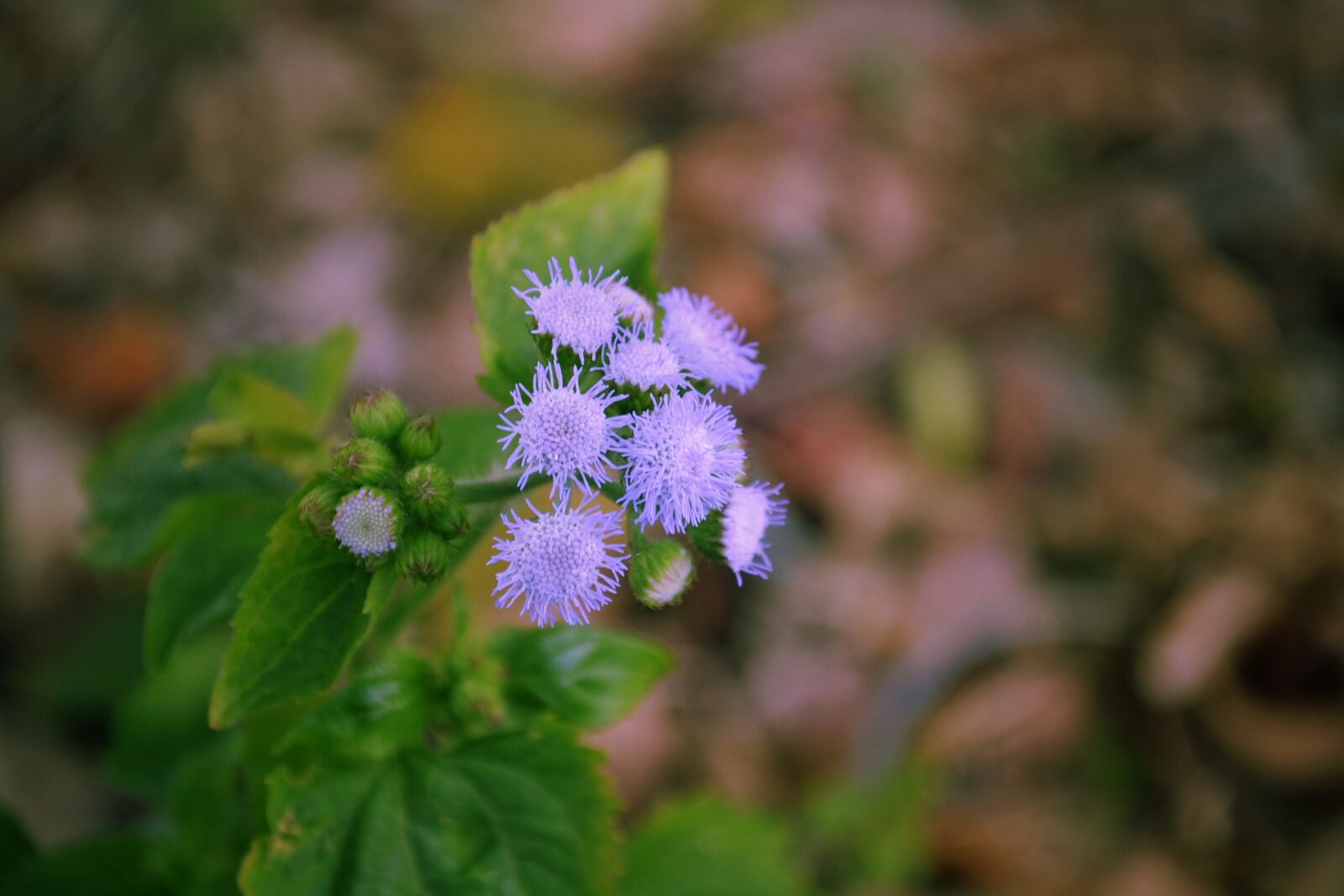 Nikon D3100 sample photo. Close, up, of, purple photography