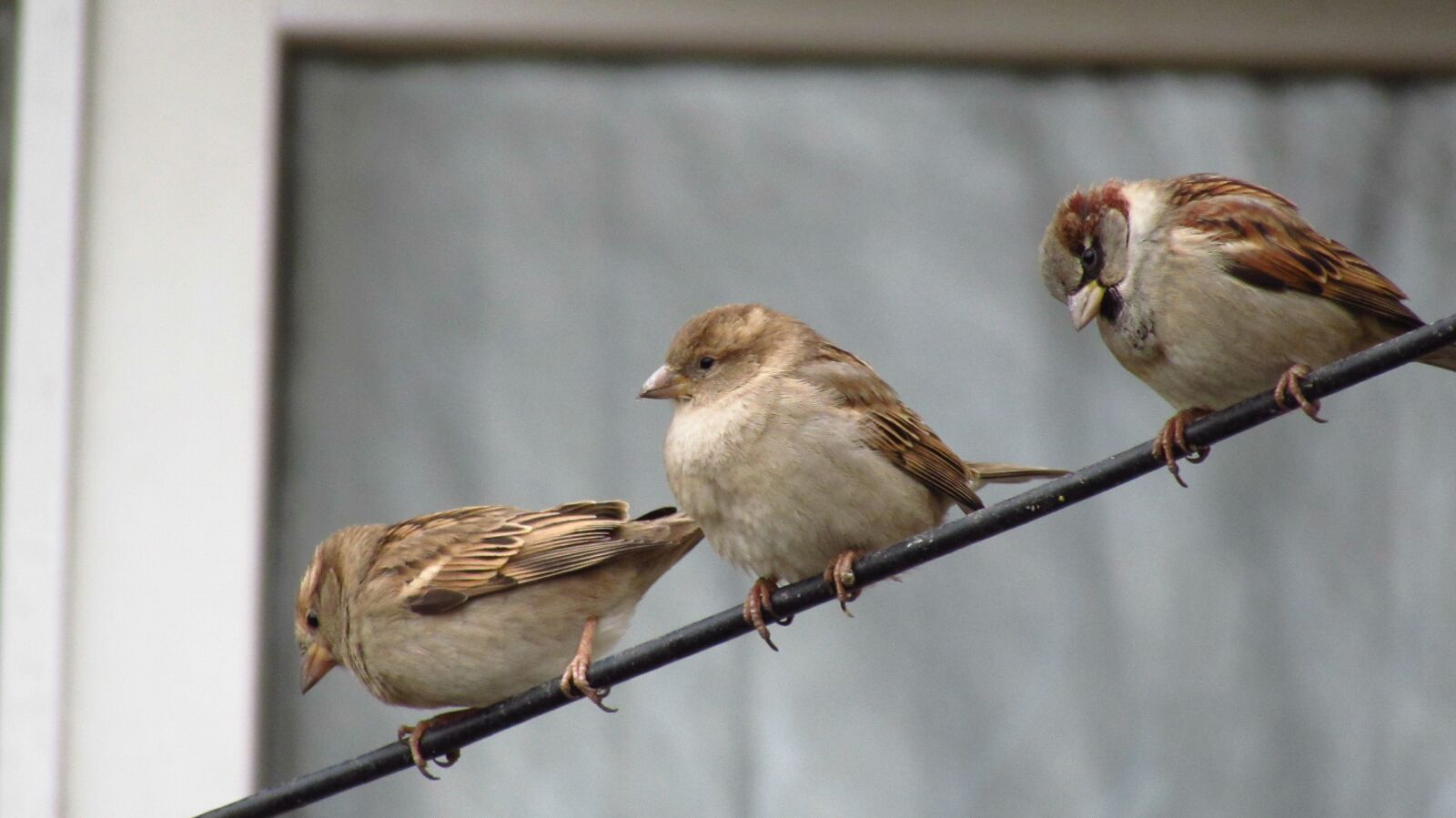 Canon PowerShot SX510 HS sample photo. Birds, nature, wildlife photography