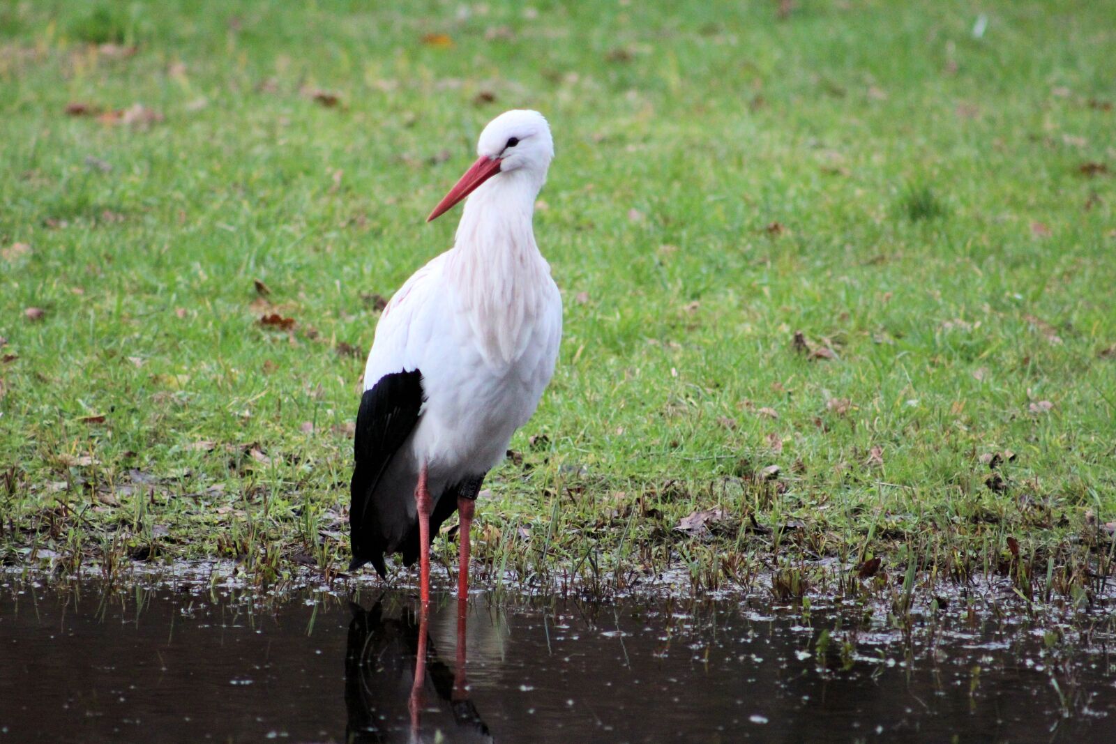 Canon EOS 600D (Rebel EOS T3i / EOS Kiss X5) + Canon EF 75-300mm f/4-5.6 sample photo. Stork, rattle stork, zoo photography