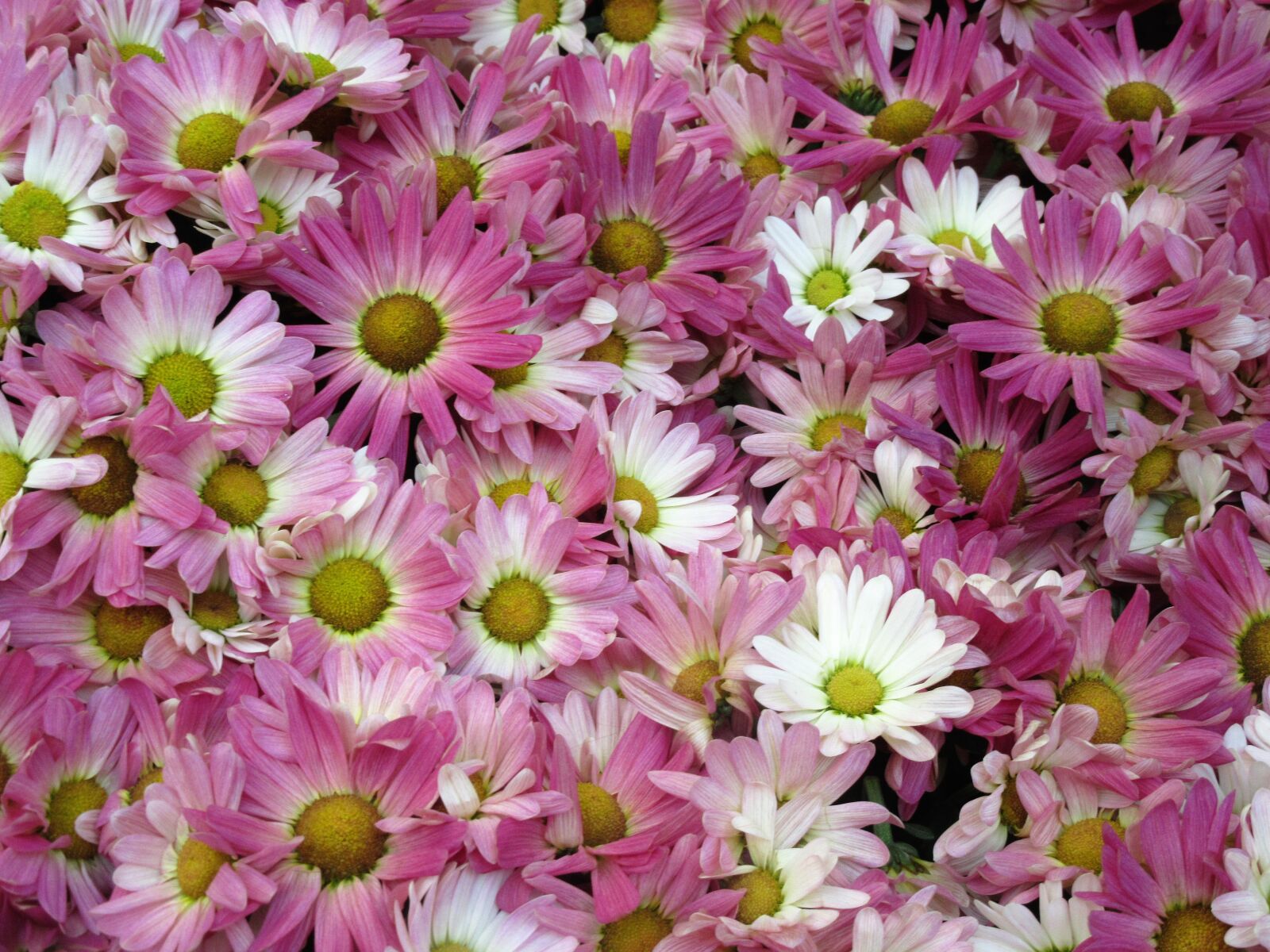 Canon PowerShot SX610 HS sample photo. Flowers, daisy, garden photography