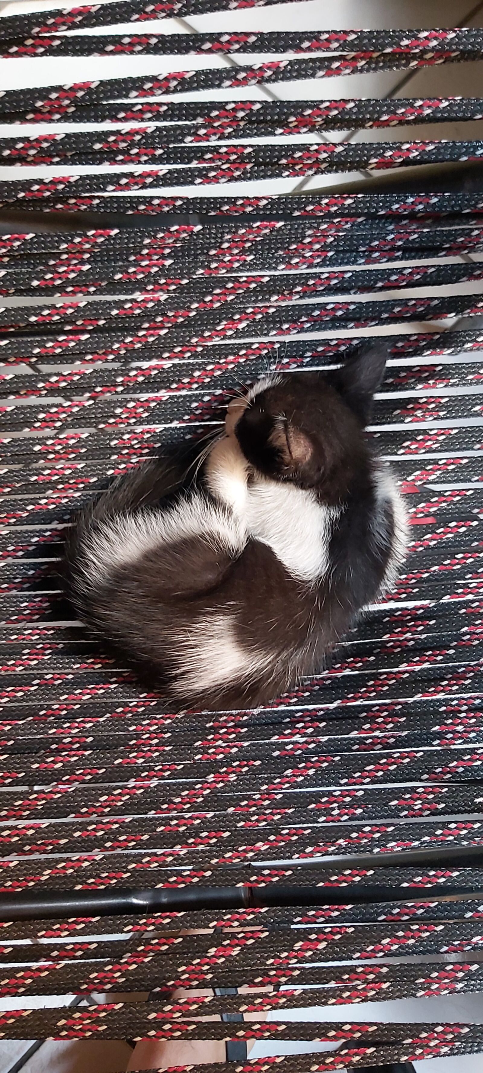 Samsung Galaxy A70 sample photo. Cat, sleeping, animal photography