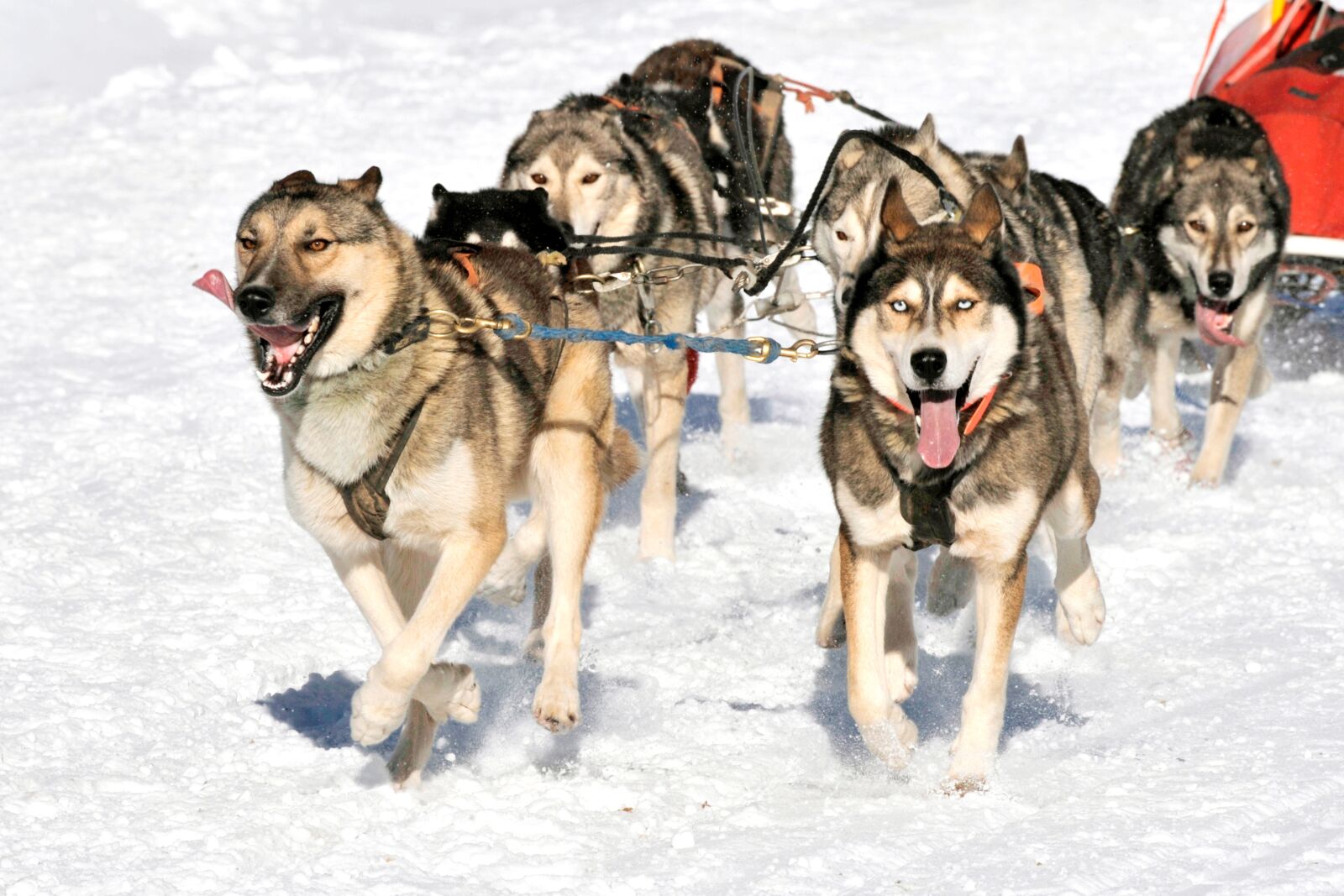 Nikon D3 sample photo. Canine, hitch, musher photography