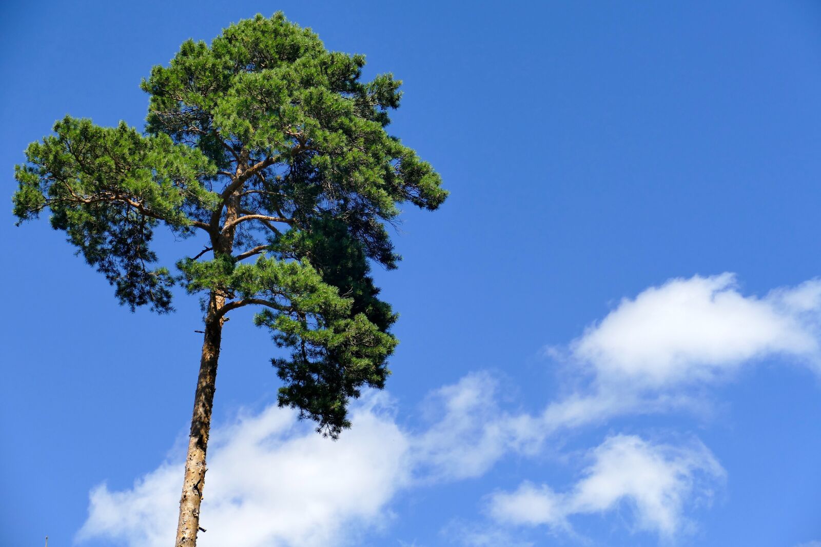 Panasonic Lumix DMC-FZ1000 sample photo. Tree, sky, clouds photography