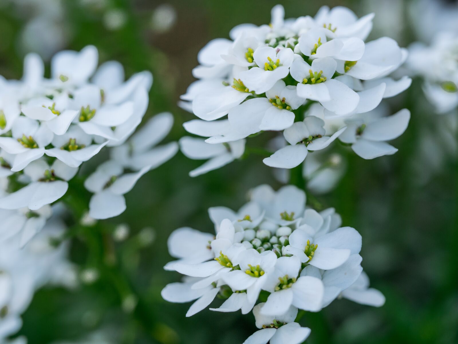 Panasonic DMC-G81 sample photo. Flower, flowers, bright spring photography