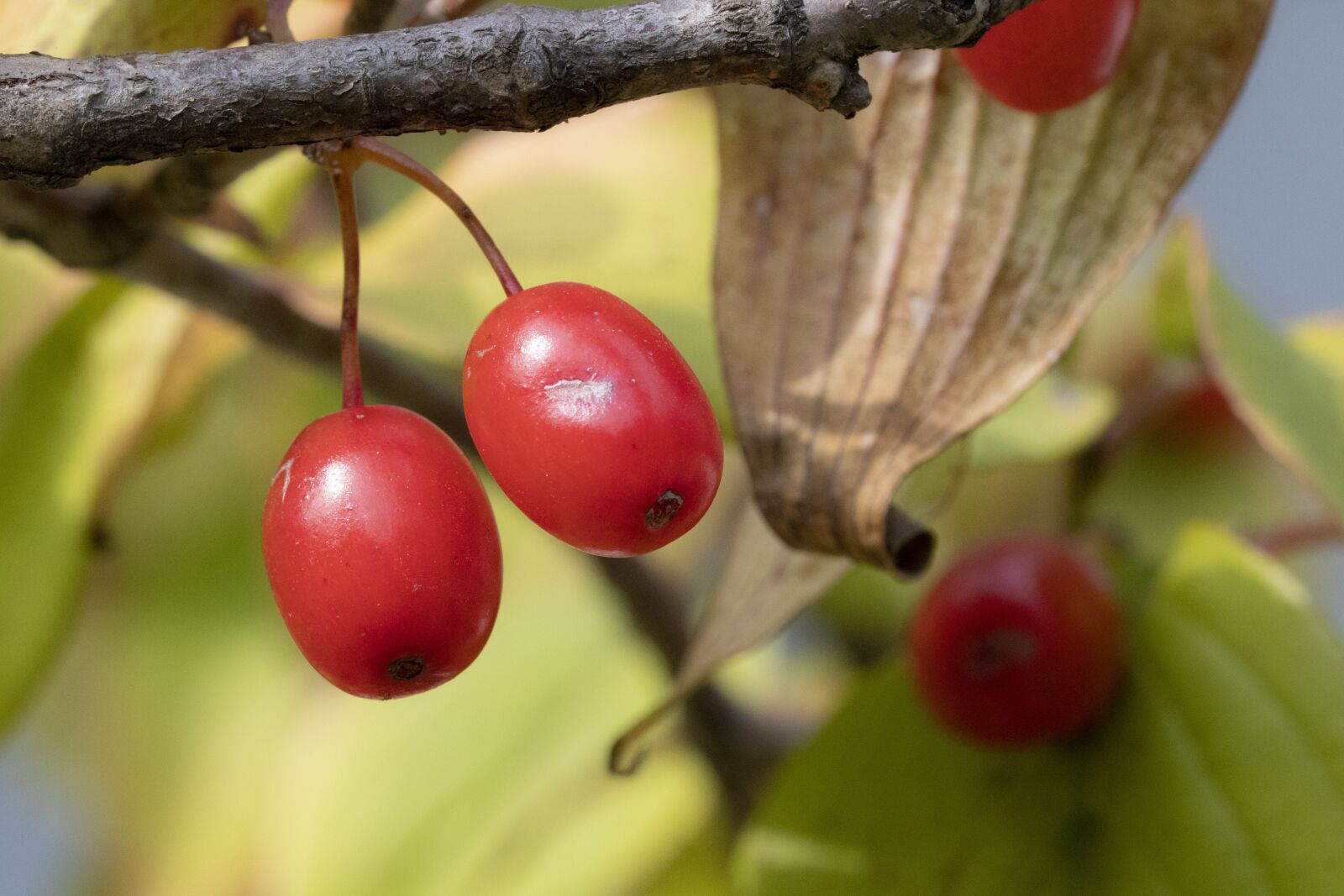 Canon EOS 800D (EOS Rebel T7i / EOS Kiss X9i) sample photo. Autumn, fruit, nature photography