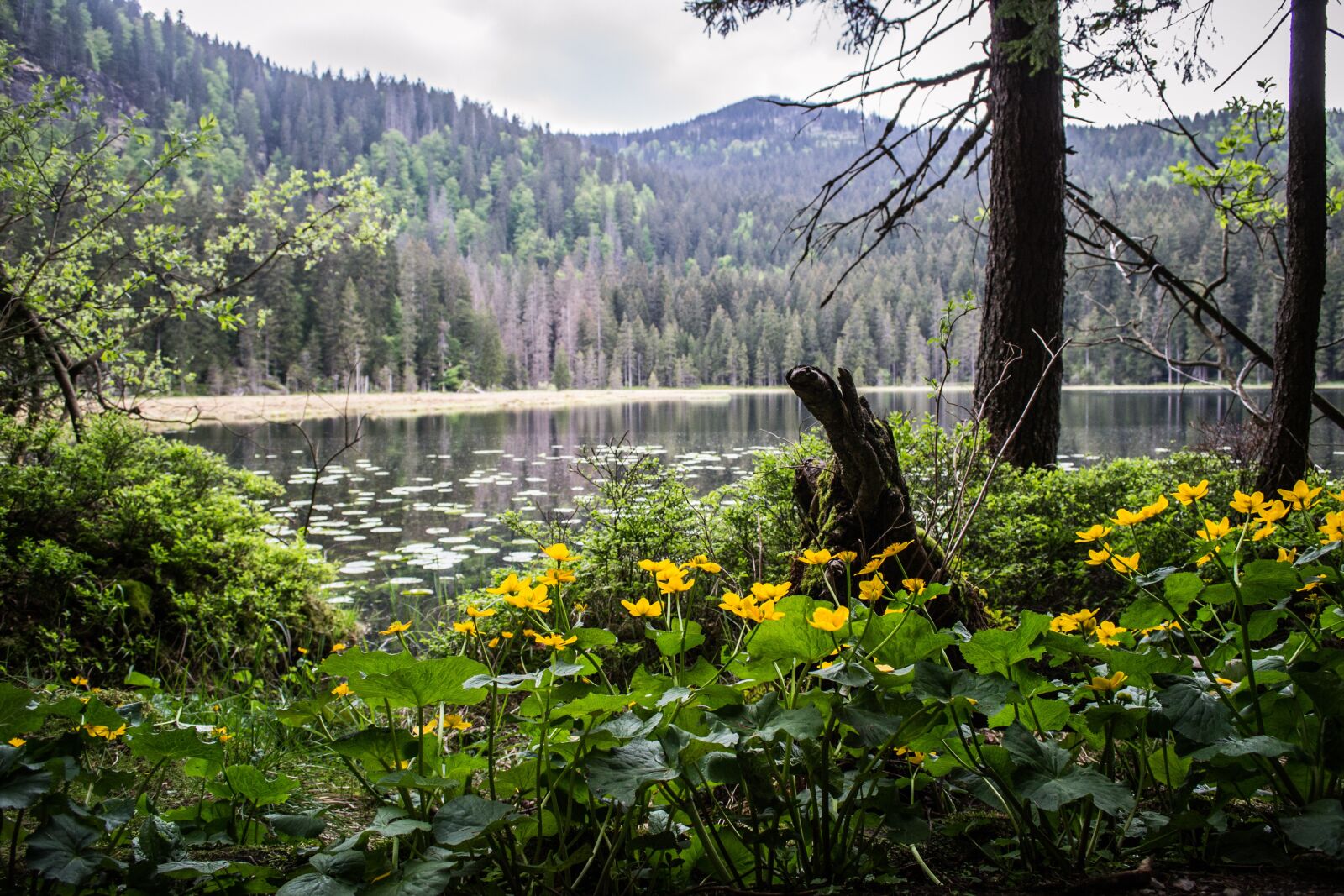Nikon D3100 sample photo. Arber lake, bavaria, tourism photography