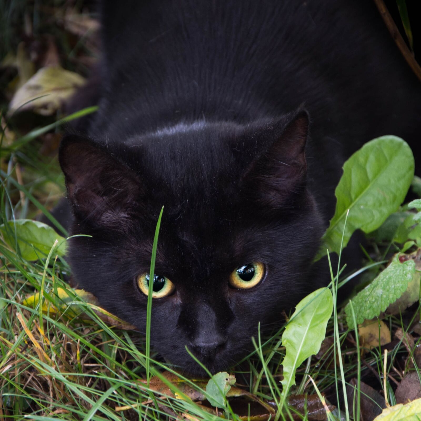 Nikon D7200 sample photo. Kitten, cat, animal photography