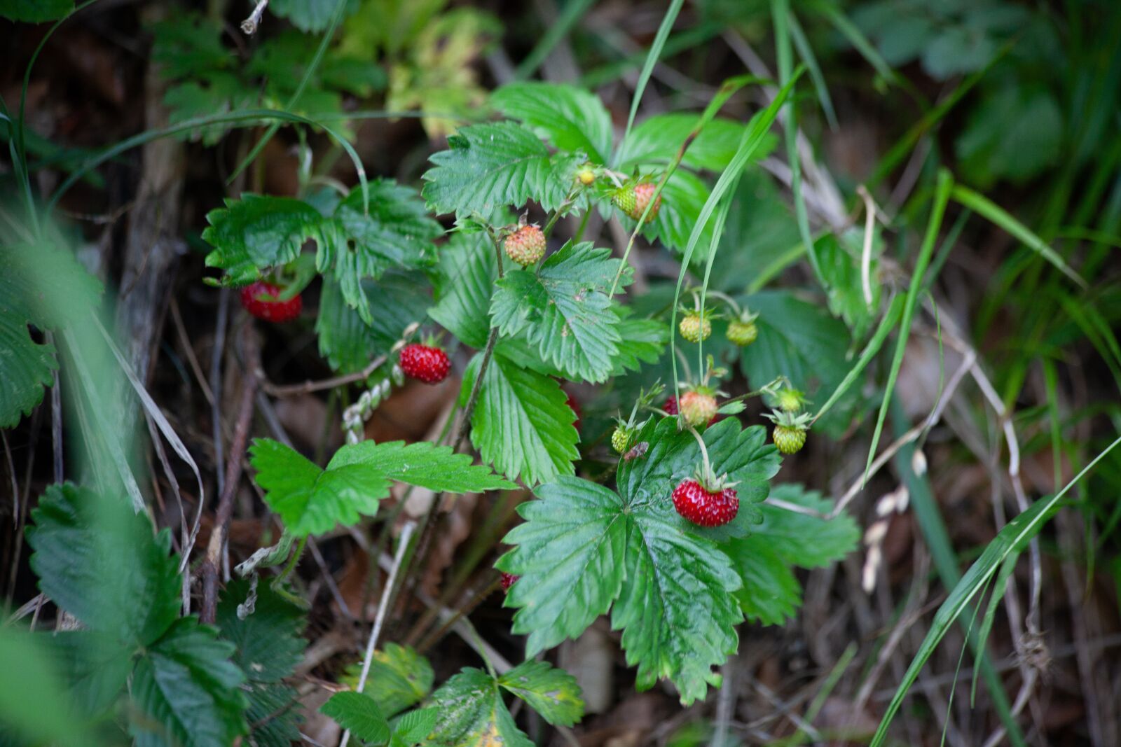 Canon EOS 5D Mark II + Canon EF 70-300mm F4-5.6 IS USM sample photo. Wild strawberry, forest, wild photography