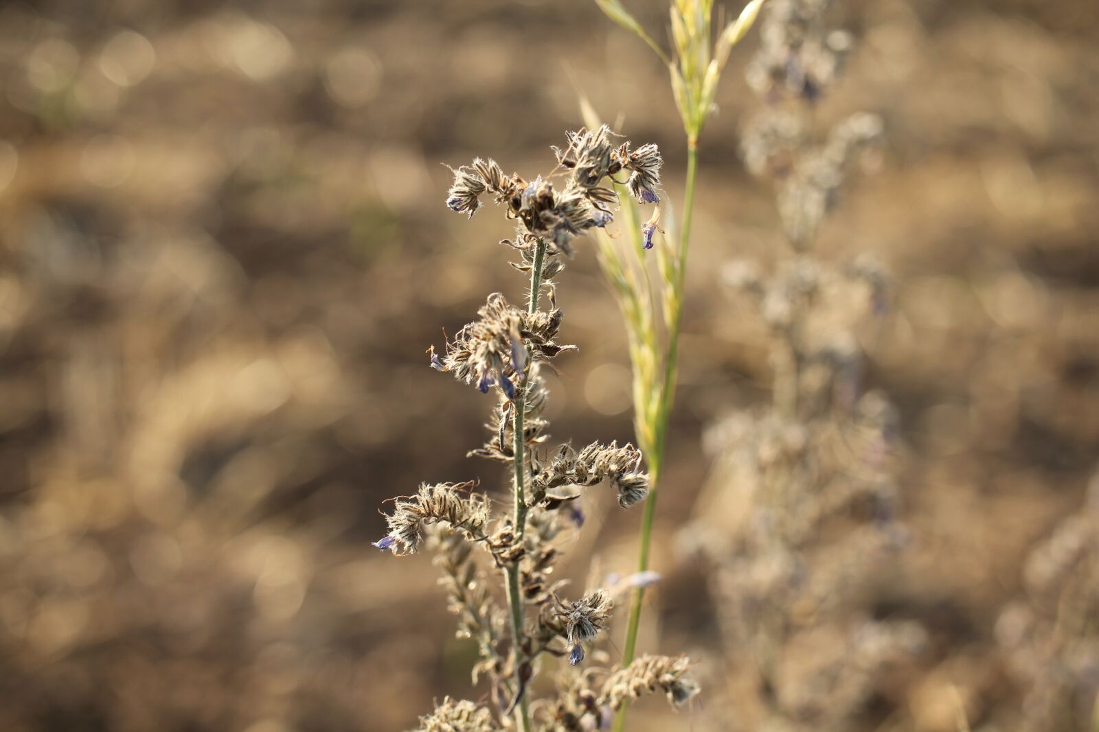 Canon EOS 550D (EOS Rebel T2i / EOS Kiss X4) sample photo. Dry, flower, plant photography