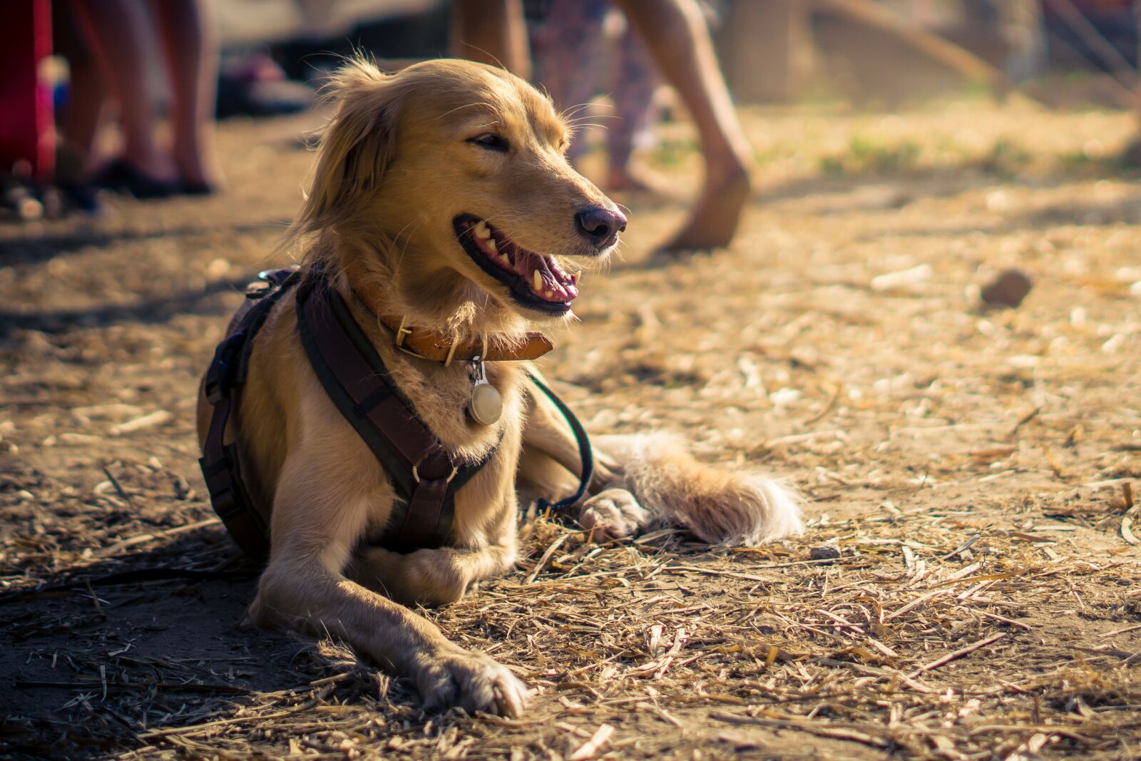 Sony FE 50mm F1.8 sample photo. Dog, animal, pet photography