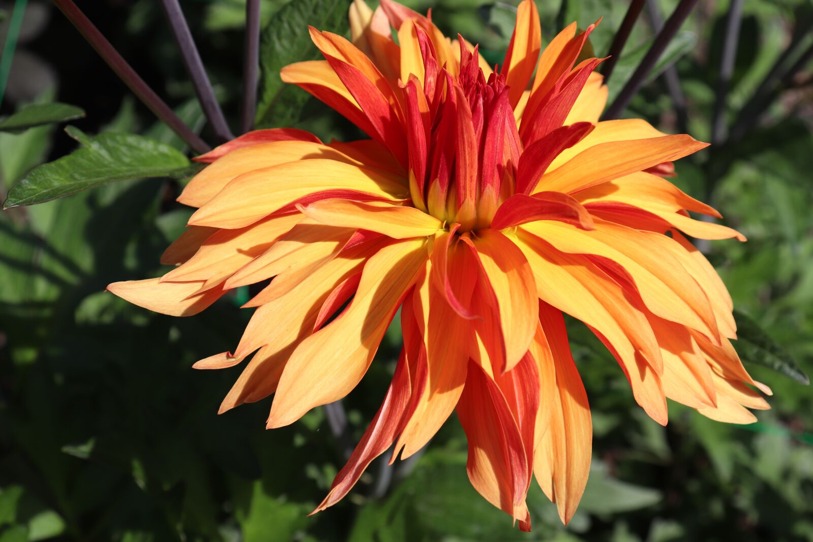 Canon EOS 800D (EOS Rebel T7i / EOS Kiss X9i) sample photo. Dahlias, color orange, flowers photography