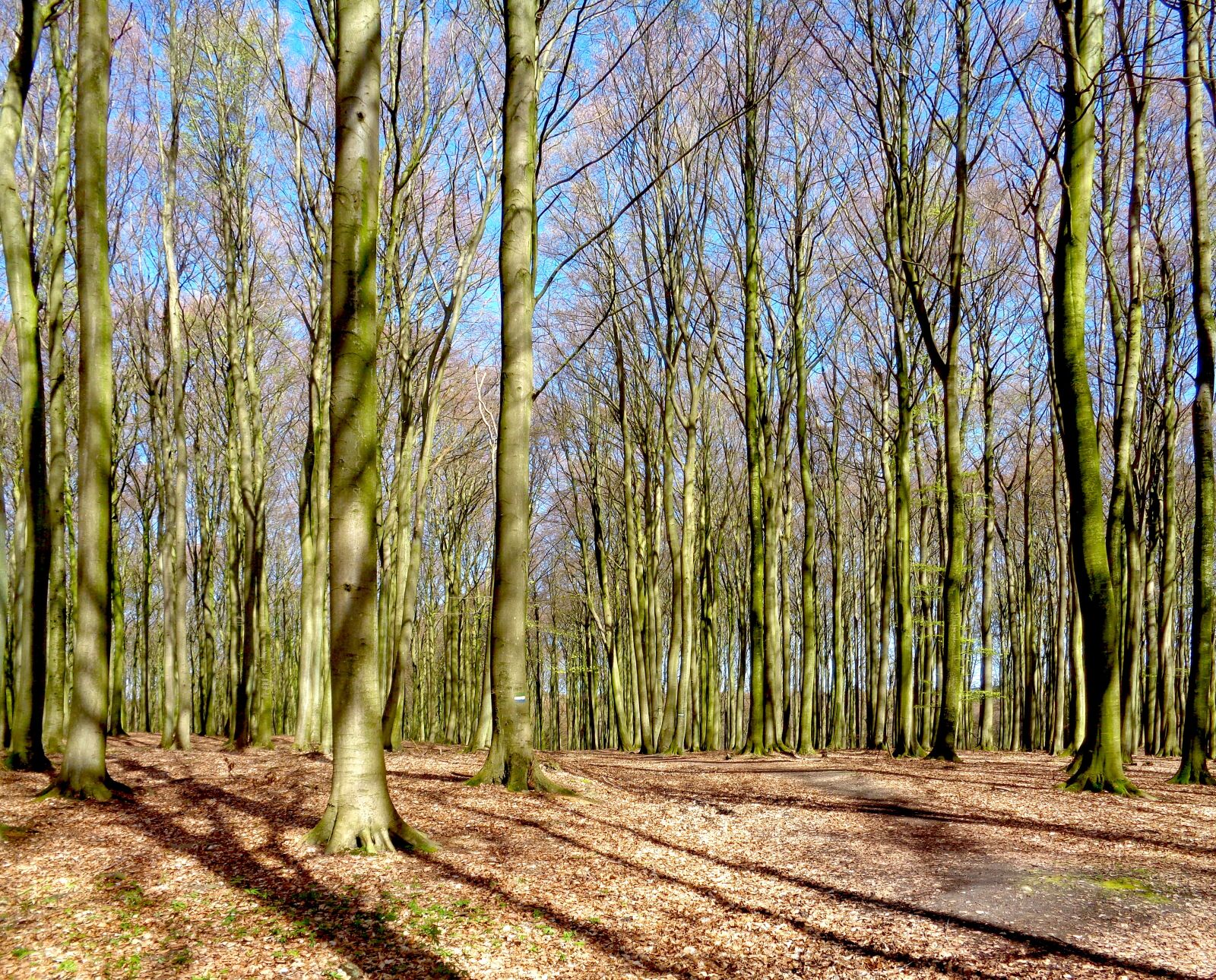 Sony Cyber-shot DSC-W830 sample photo. Forest, book, trees photography