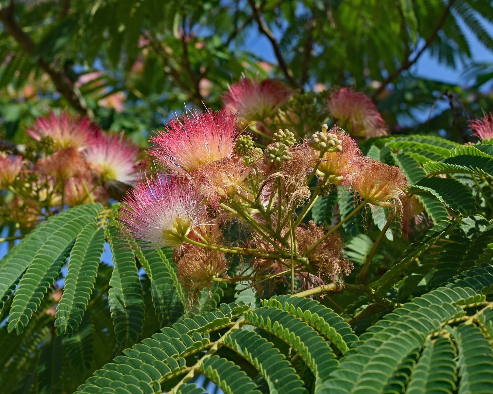 Nikon D3300 sample photo. Red mimosa, flower, blossom photography