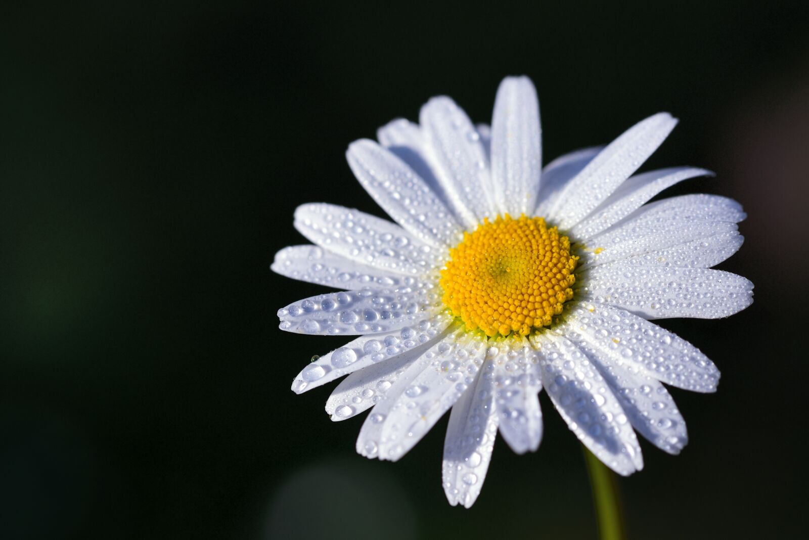 Nikon D750 sample photo. Marguerite, flower, blossom photography