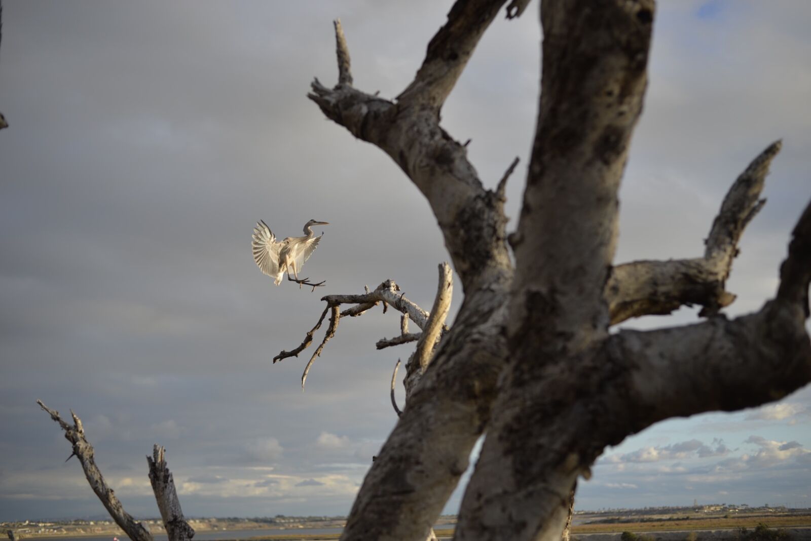 Nikon D610 sample photo. Animal, bird, branches, feathers photography