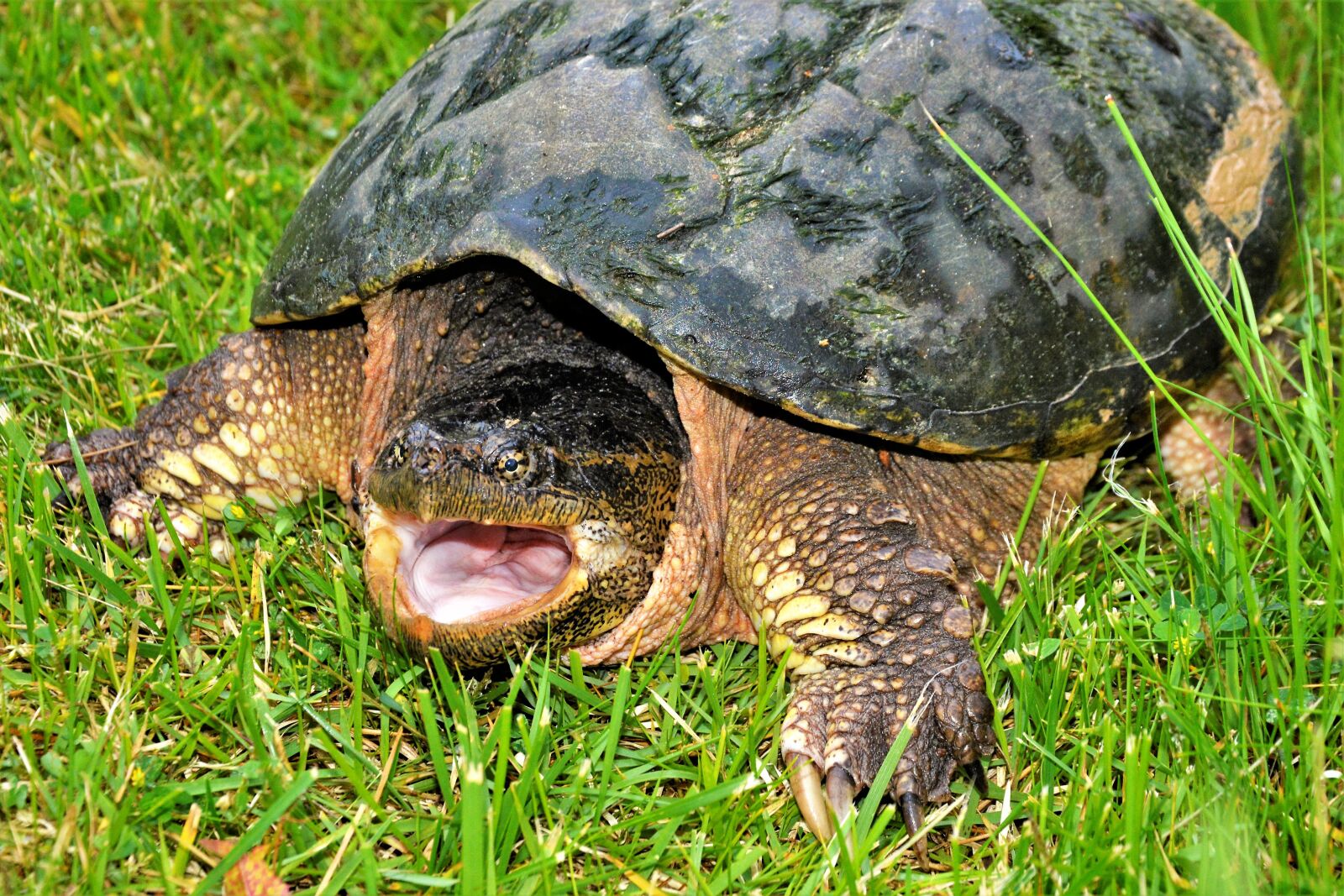 Nikon D7100 sample photo. Turtle, snapping turtle, open photography