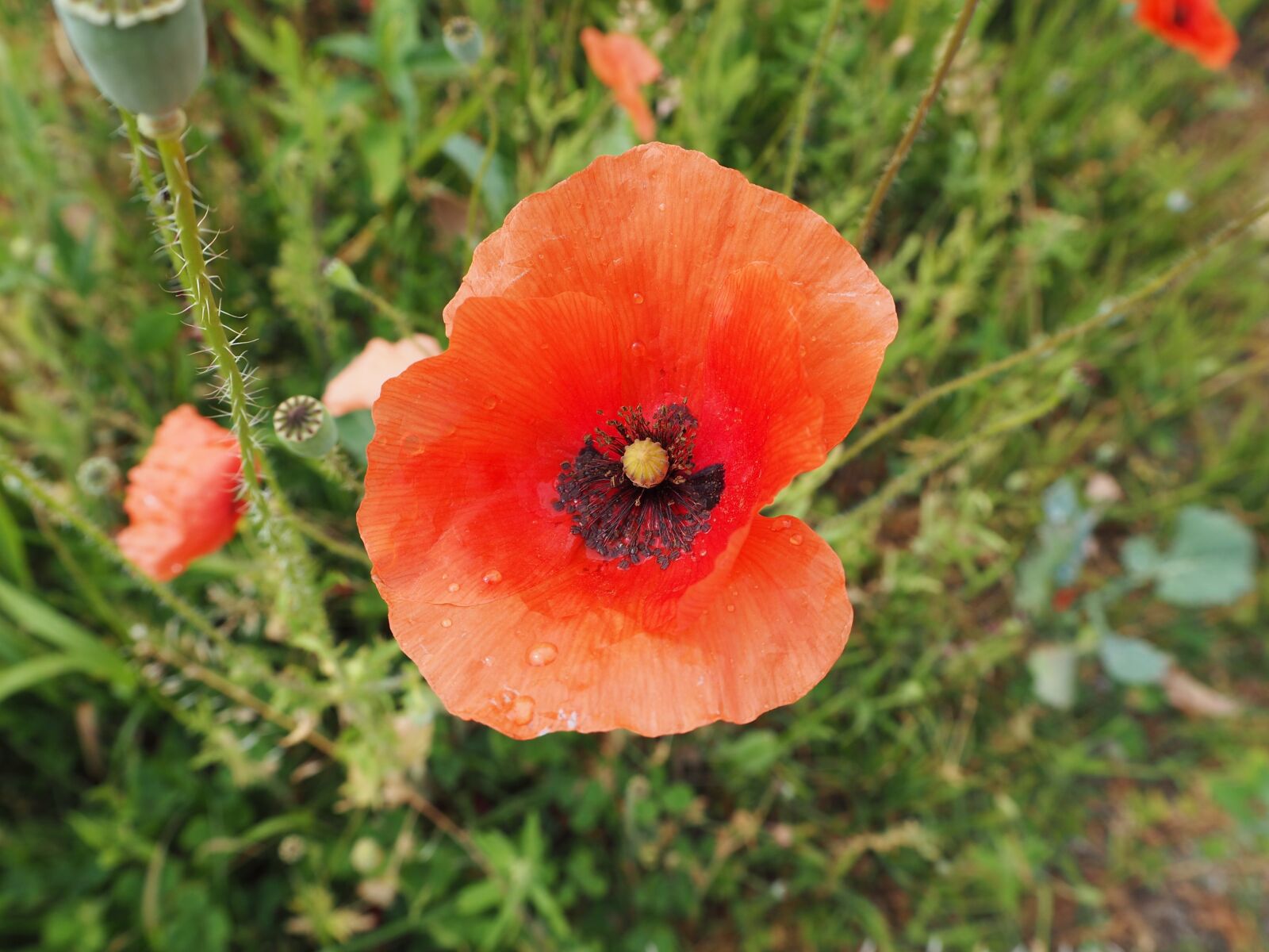 Olympus OM-D E-M10 II sample photo. Klatschmohn, red, blossom photography