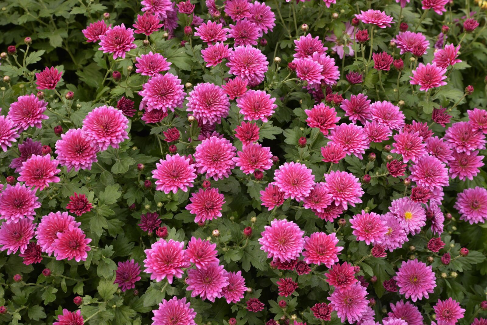 Nikon D600 sample photo. Flowers, raspberry, flower bed photography