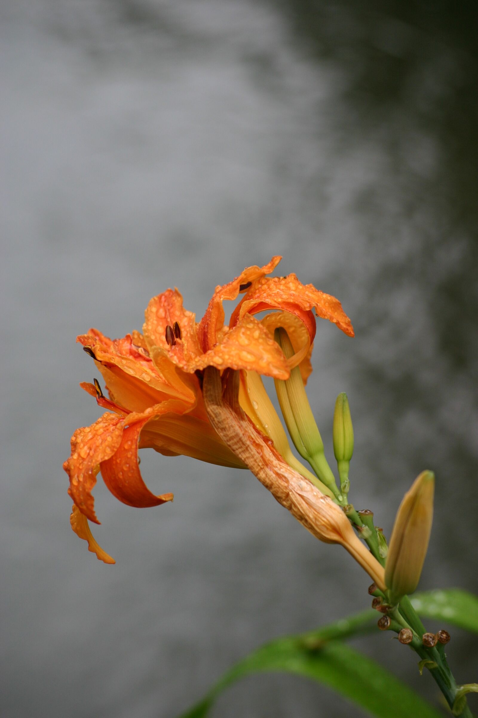 Canon EOS 300D (EOS Digital Rebel / EOS Kiss Digital) sample photo. Lys, giverny, monet photography