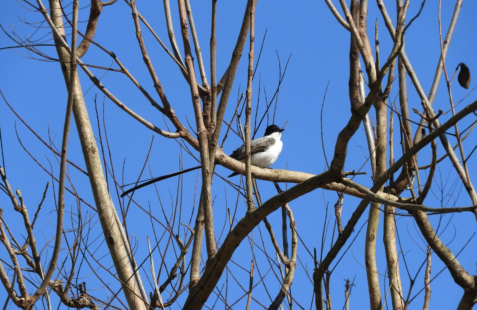 Nikon Coolpix P610 sample photo. Swallow, the tail of photography