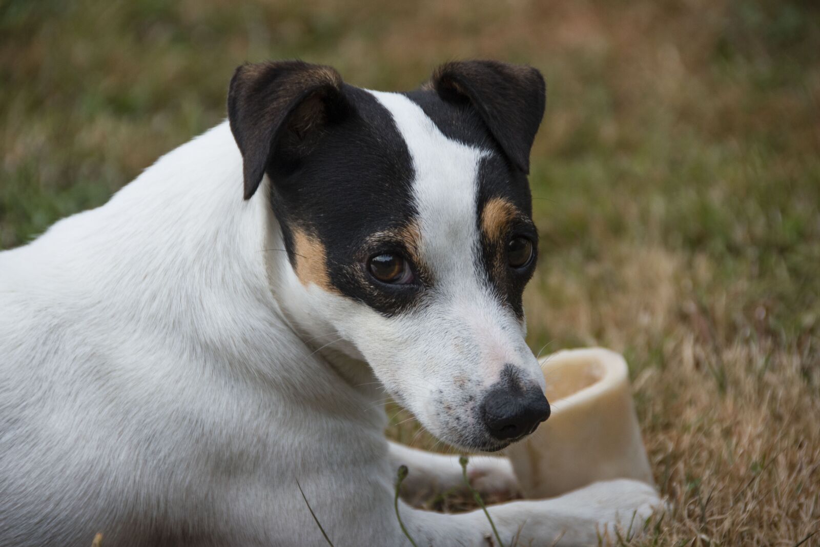 Nikon D5600 sample photo. Jack russel, dog, terrier photography