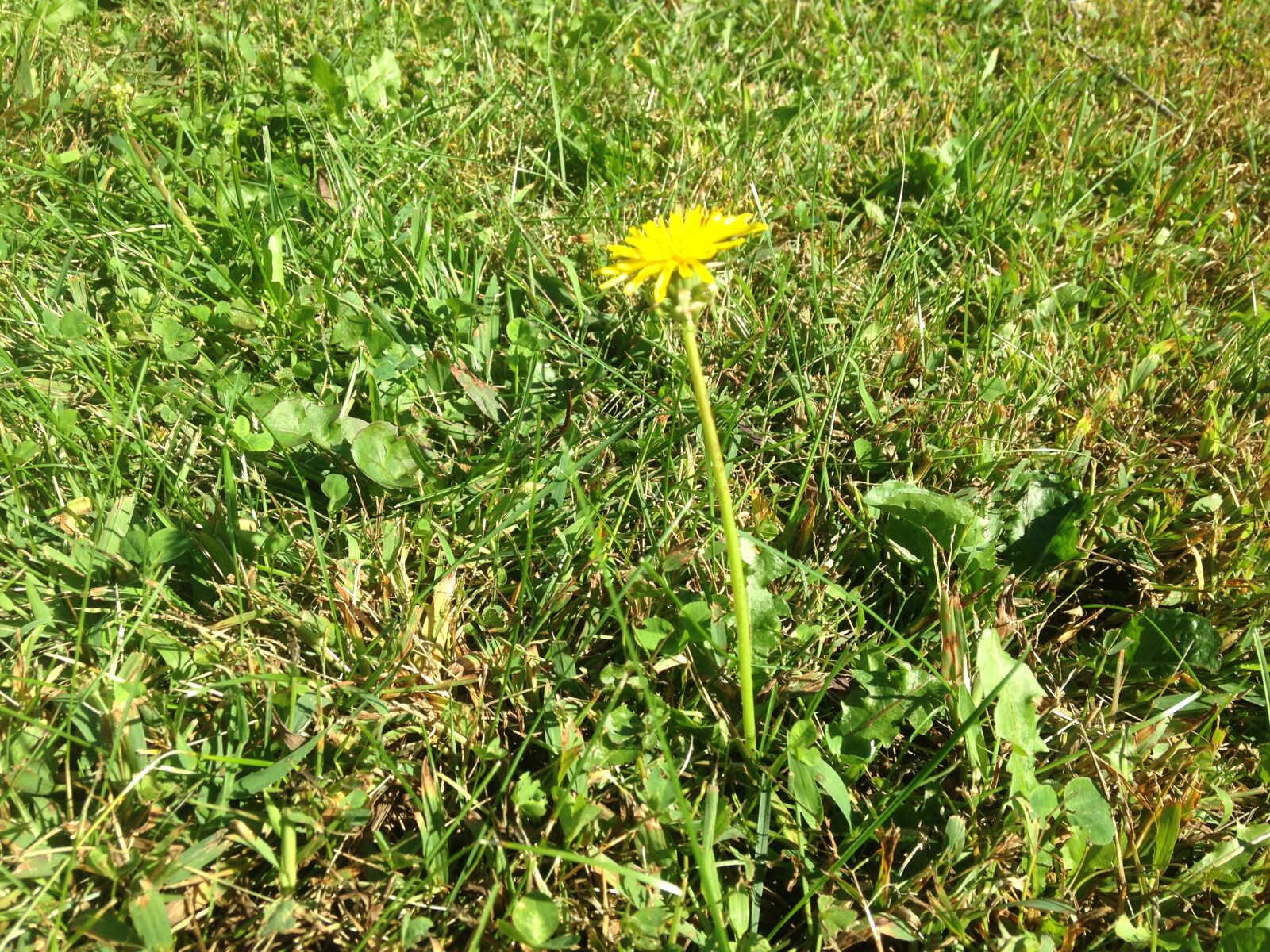 iPhone 5c back camera 4.12mm f/2.4 sample photo. Dandelion, flower, lone, dandelion photography