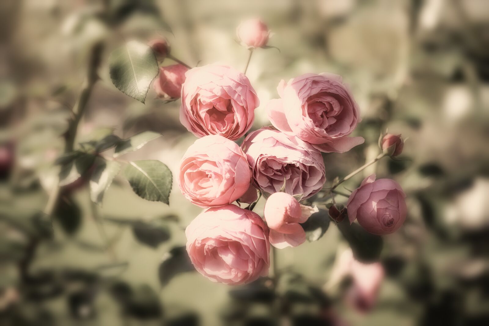 Canon EF 70-300mm F4-5.6 IS USM sample photo. Pink, flower, ornamental plant photography