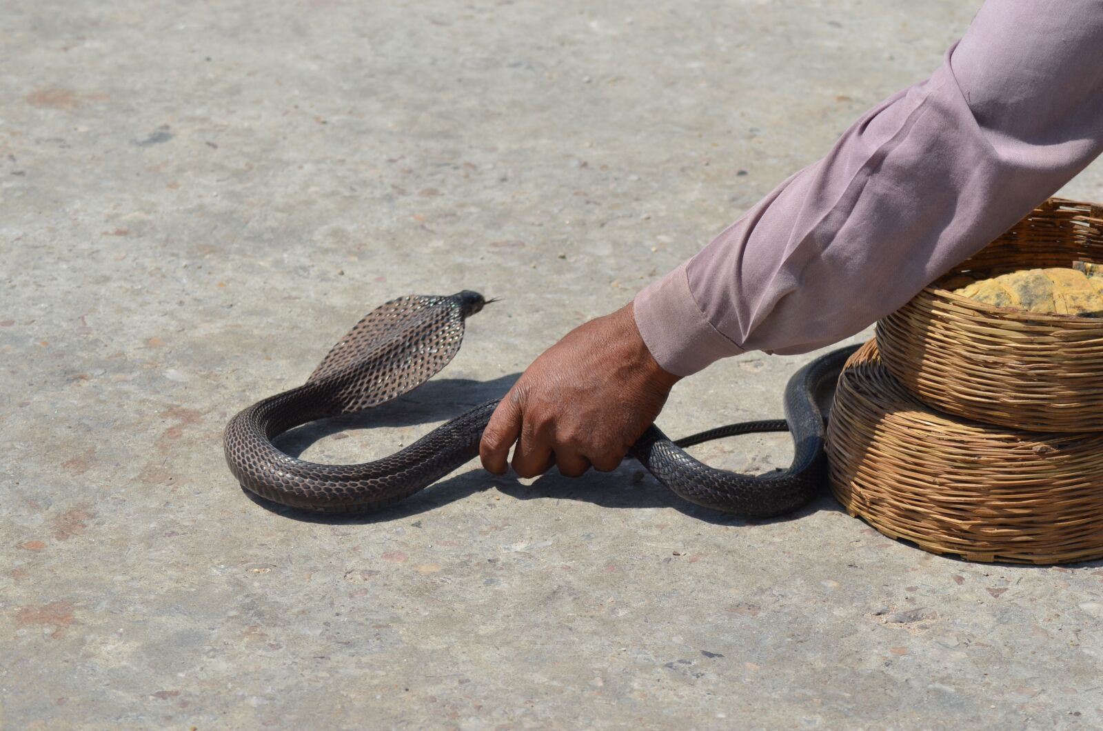 Nikon D5100 sample photo. Snake, toxic, animal photography