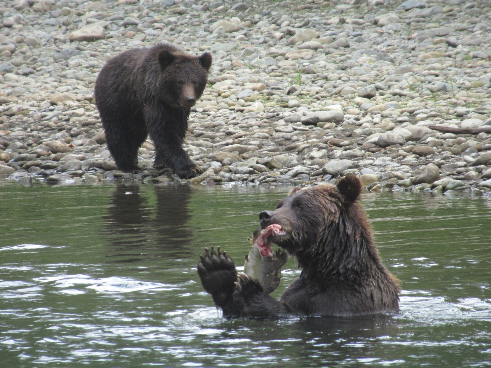 Canon PowerShot SX620 HS sample photo. Grizzly bear, bella coola photography
