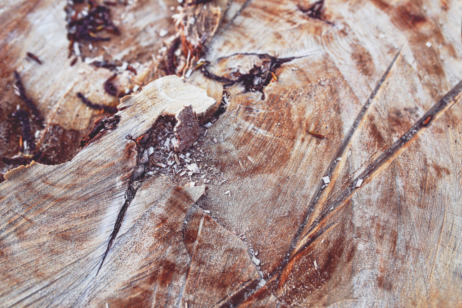 Canon EOS 6D sample photo. Wood photography