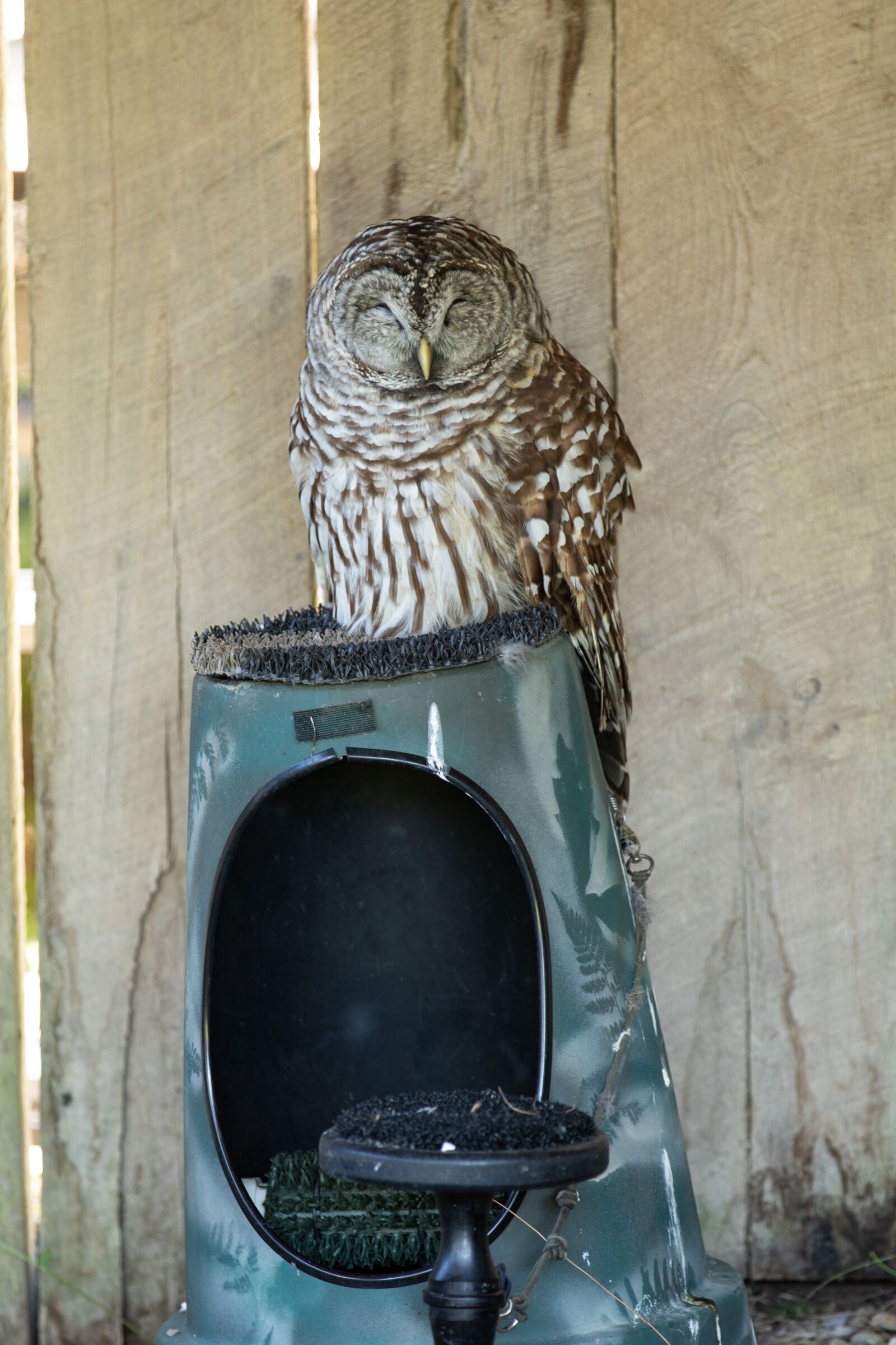 Canon EOS 5D Mark IV sample photo. Owl, bird, nature photography