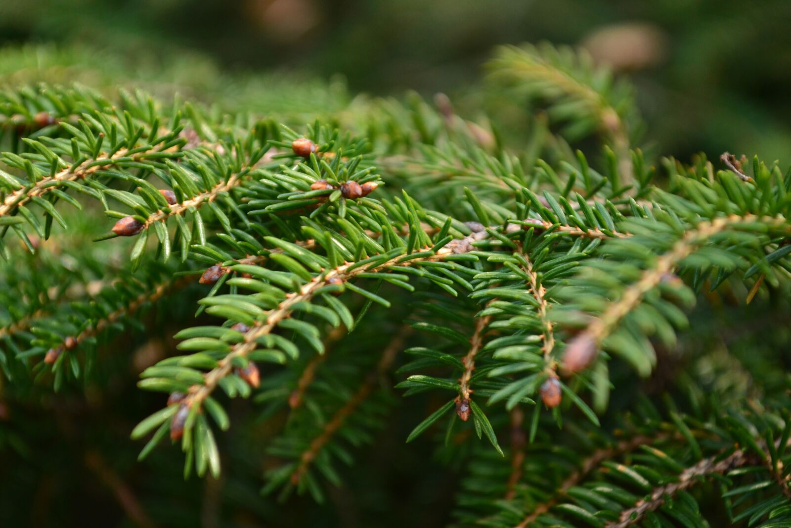 Nikon D3100 sample photo. Plants, flowers, nature photography