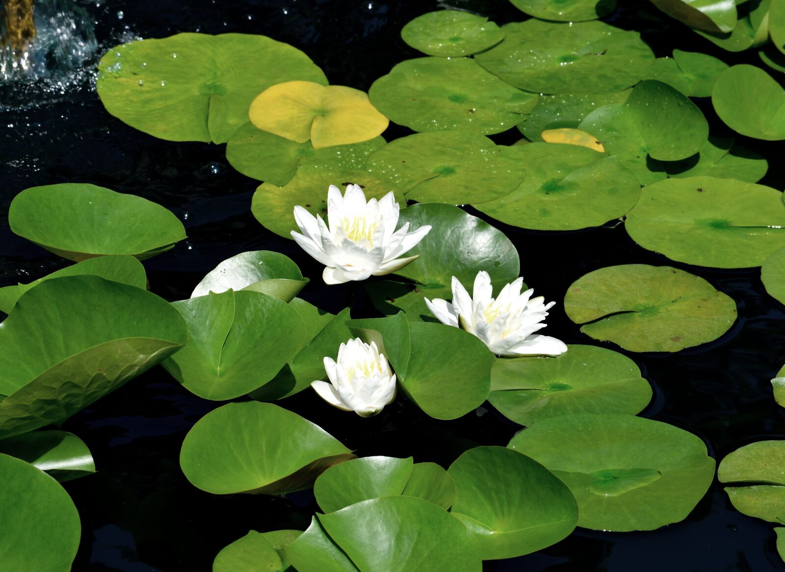 Nikon D3300 sample photo. Water lily, lily pad photography