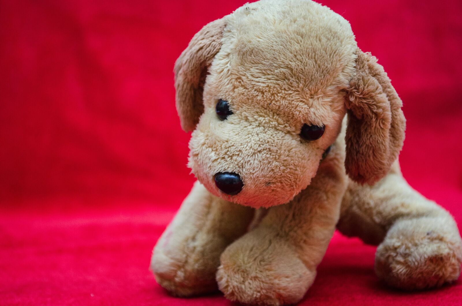Nikon D5100 sample photo. Soft, toy, dog, puppy photography