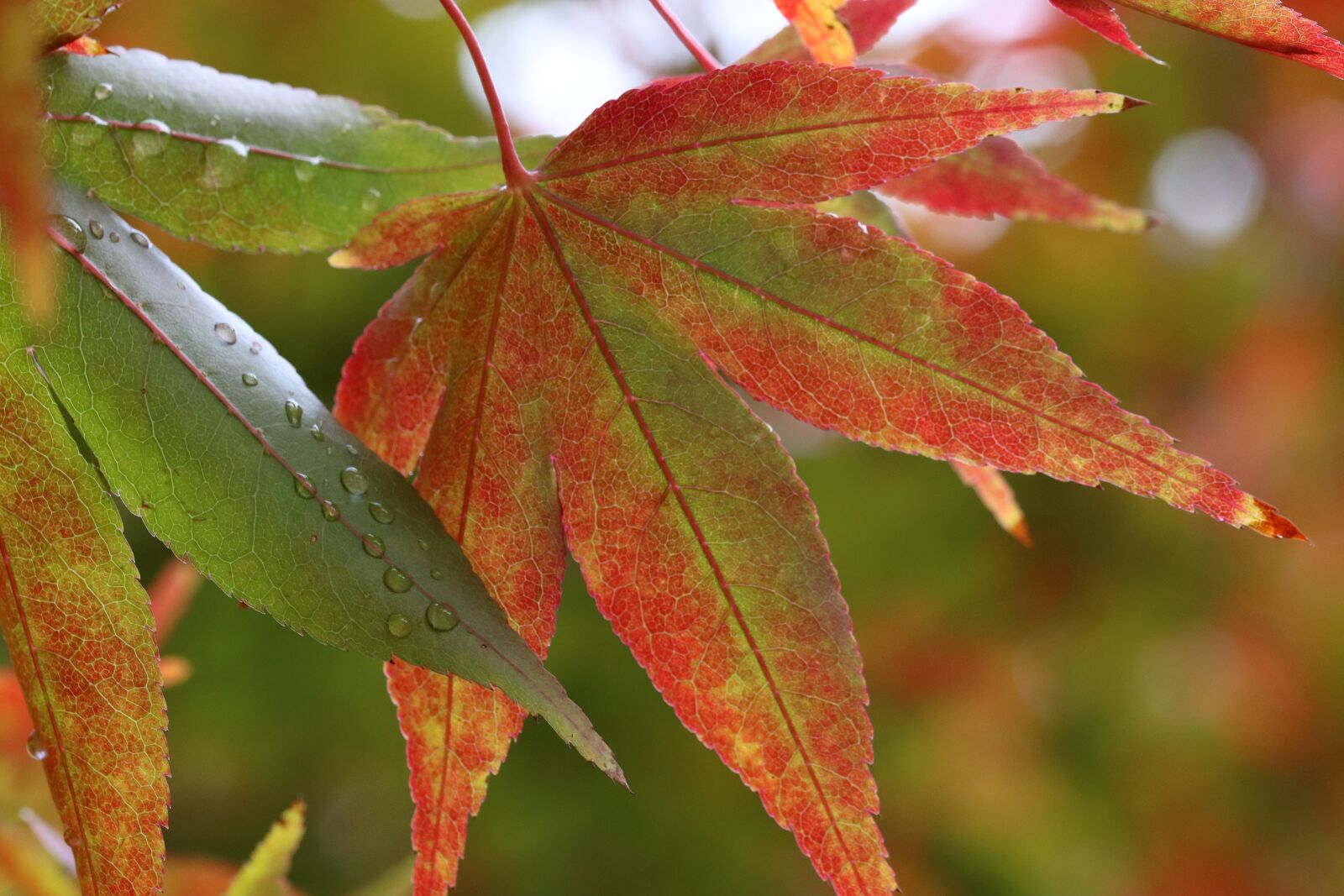Canon EOS 800D (EOS Rebel T7i / EOS Kiss X9i) sample photo. Autumn, autumn leaves, colorful photography